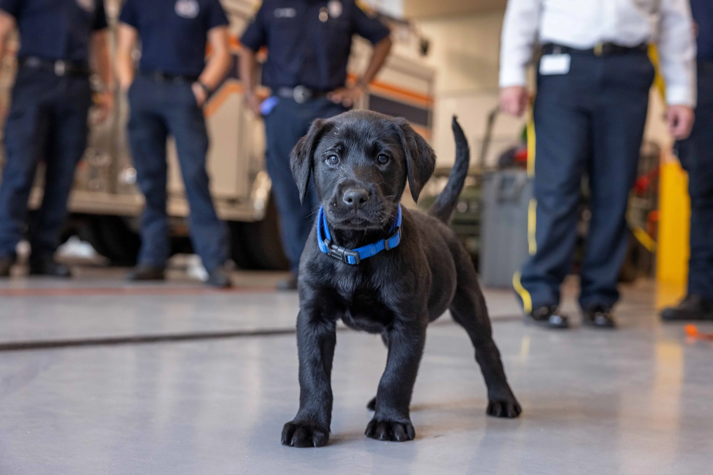VetMedSamplesPuppies-124.jpg