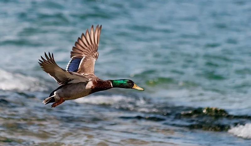 Shiny things and ducks