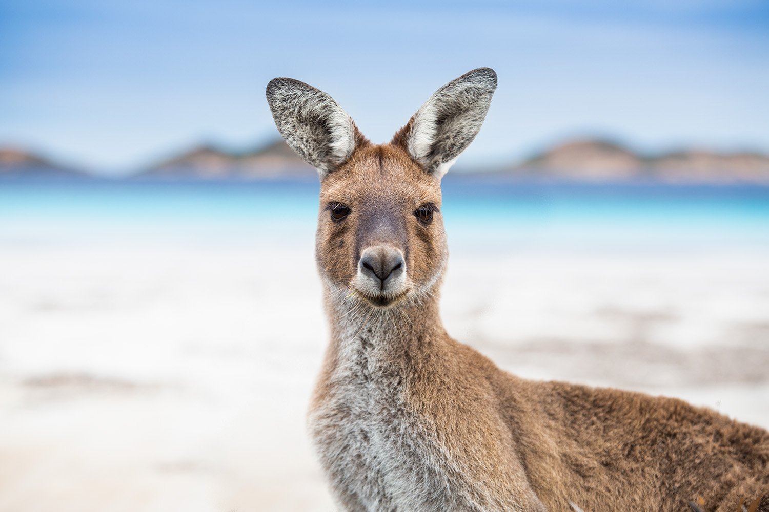 Qantas Kangaroo 6918_V3.jpg