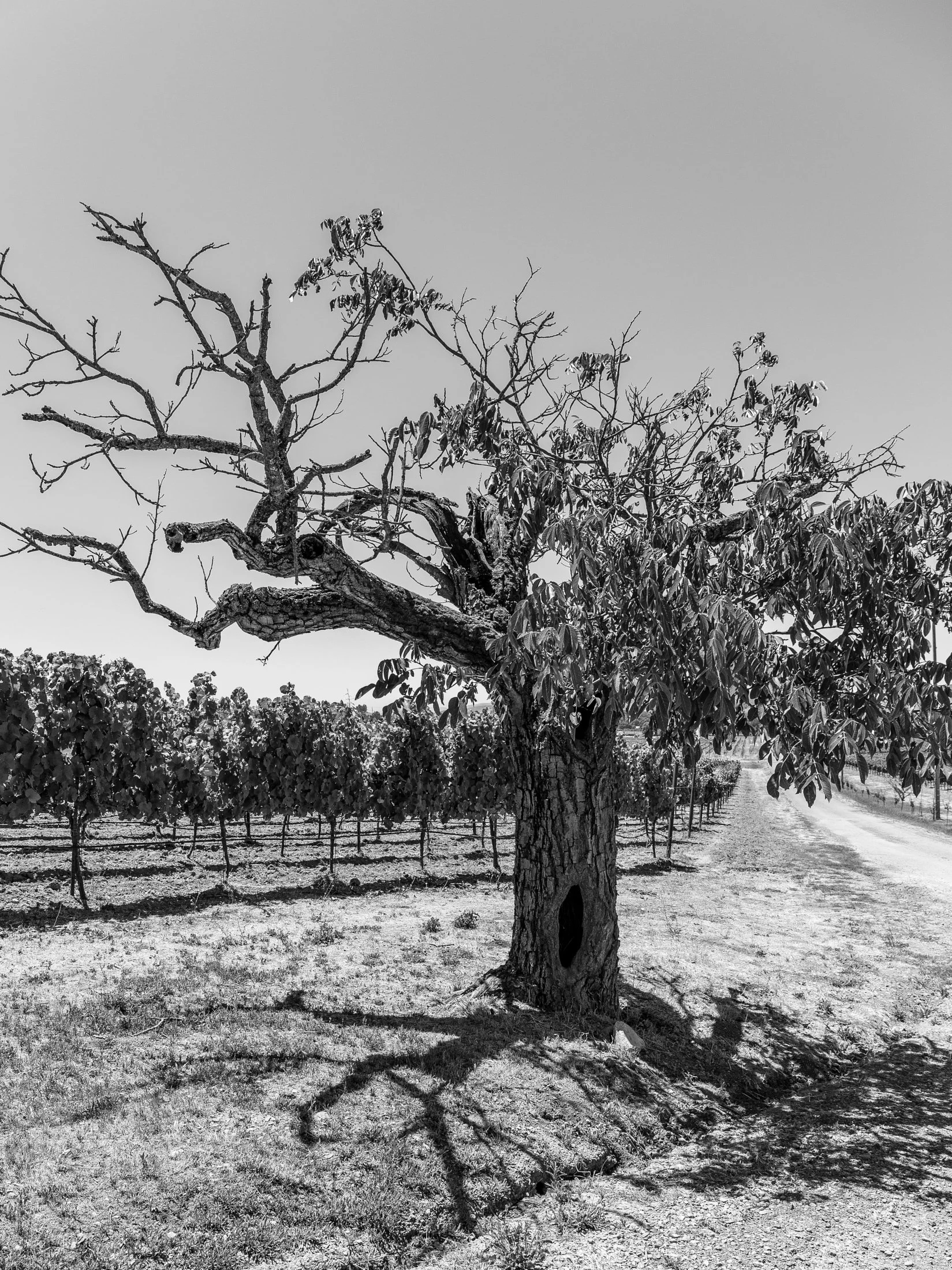Scribe_tree_bnw.jpg