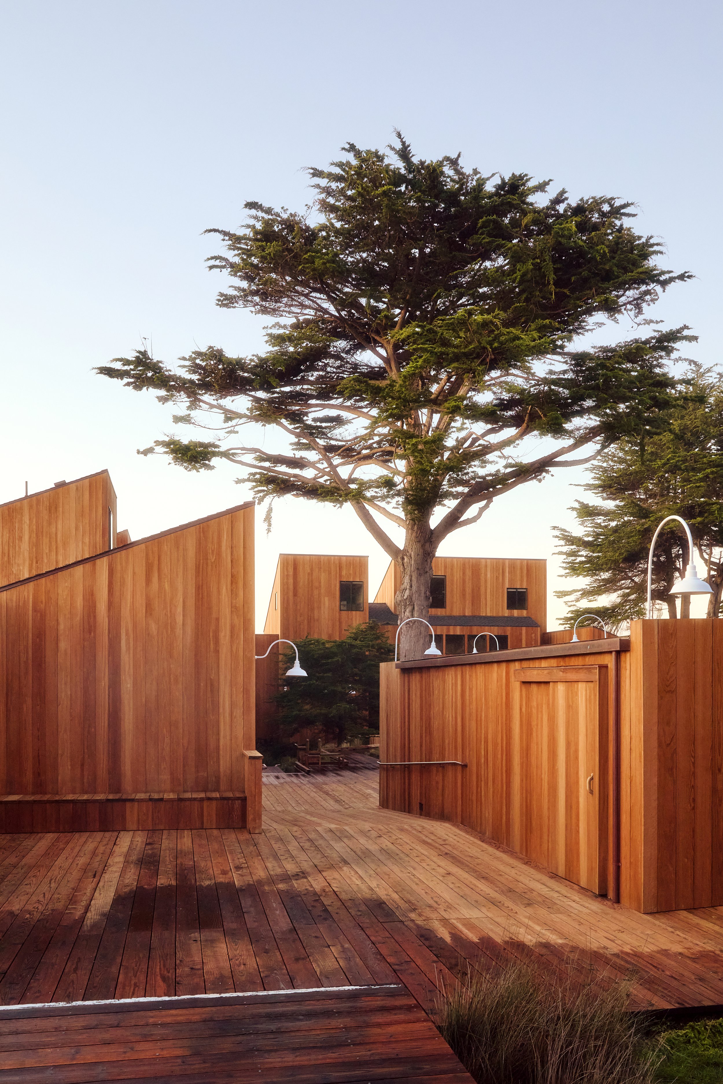 A large tree with dense green foliage stands behind modern wooden buildings with flat roofs and vertical panels. The scene is set on a wooden deck with a pathway, and there are some small plants at the edge of the deck. The sky is clear with a soft b
