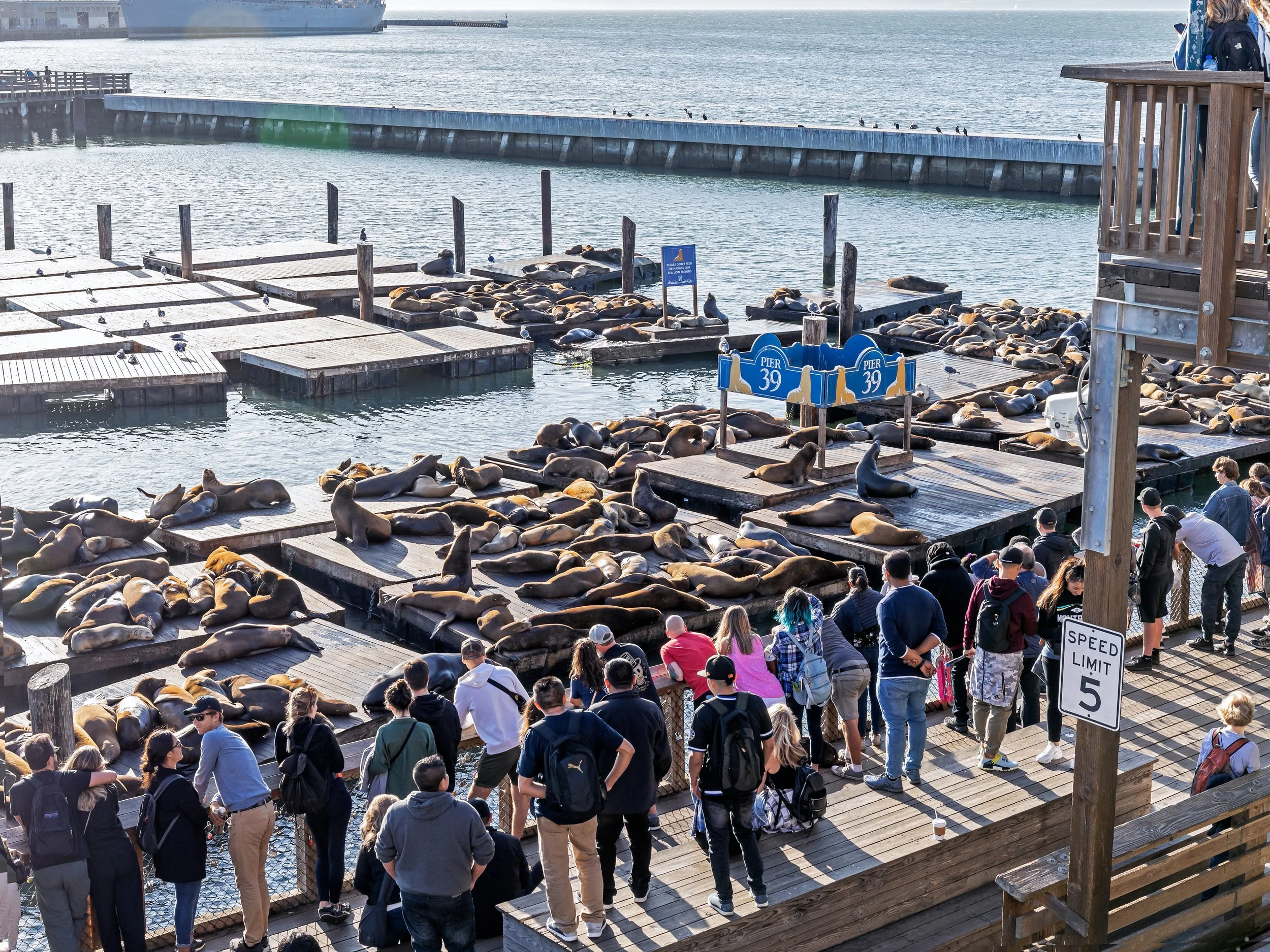 tripsavvy_pier39_sf3.jpg