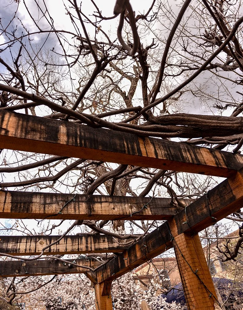trestle_vines_up.jpg