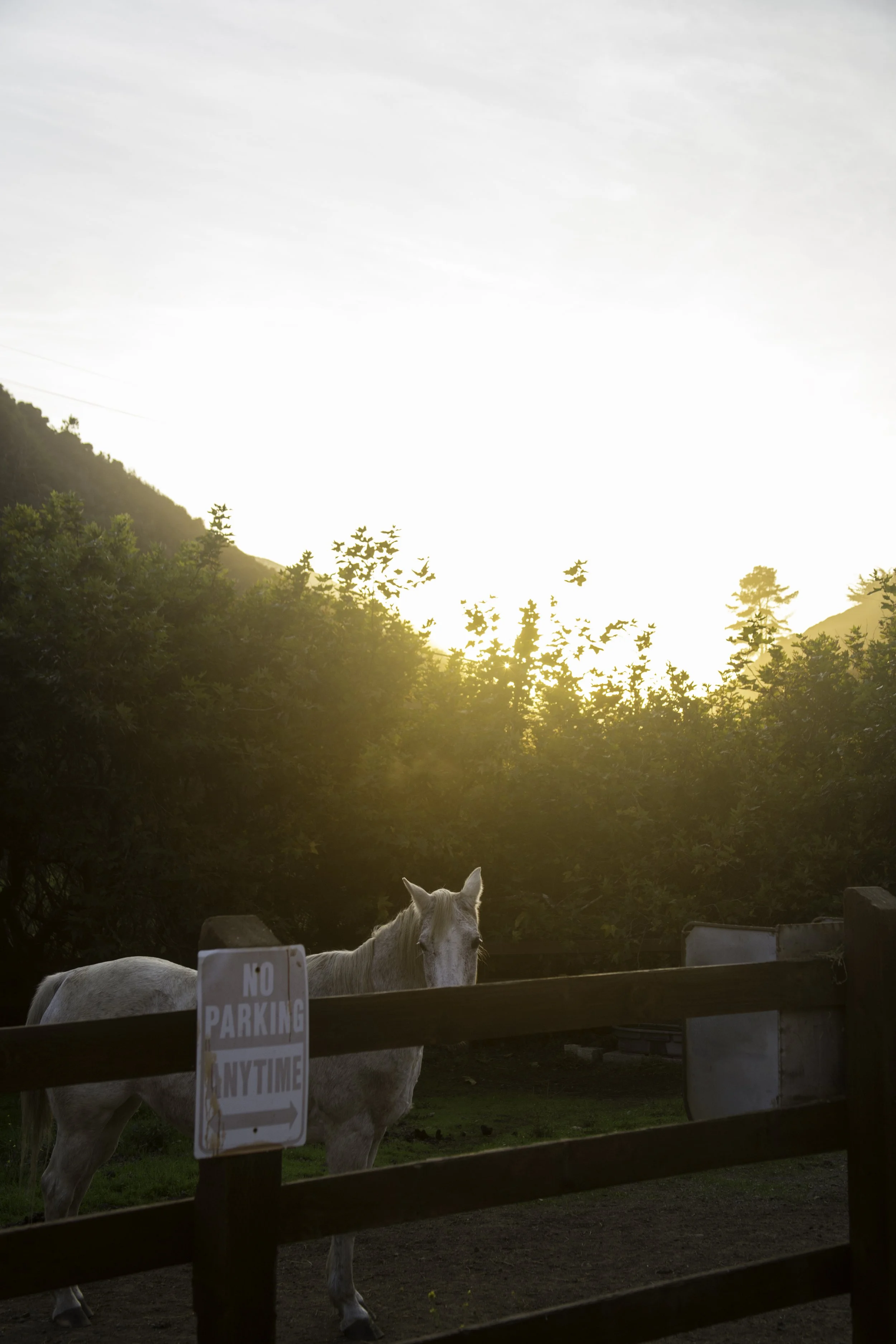 bigsurhorse_4.jpg