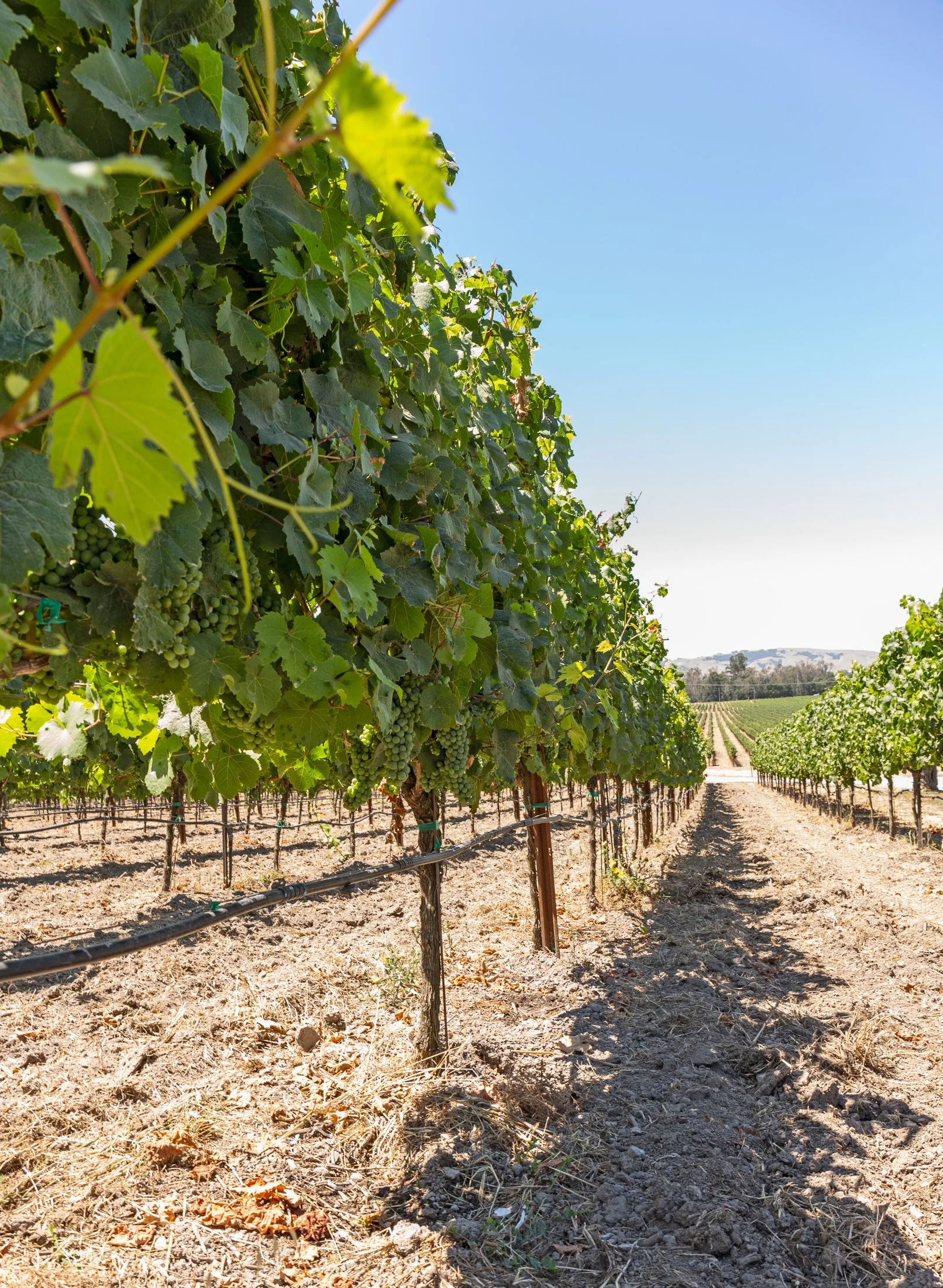 Scribe_vineyard_view.jpg