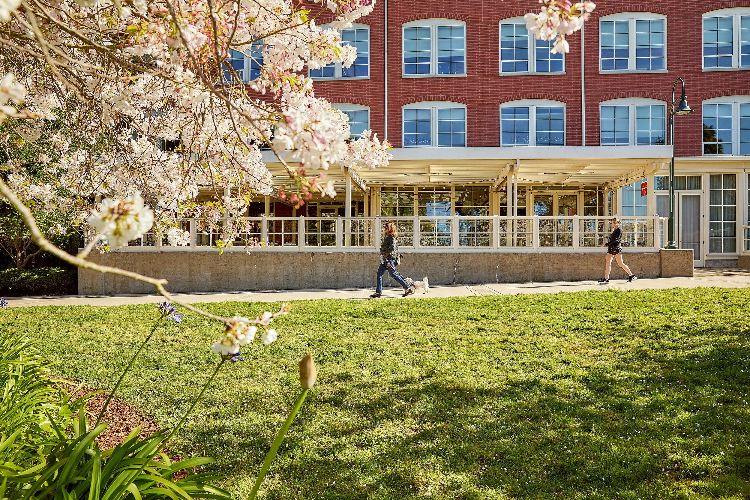 Two women walking their small white dog along a sidewalk in front of a multi-story red brick building with large windows; cherry blossom tree in bloom in the foreground.