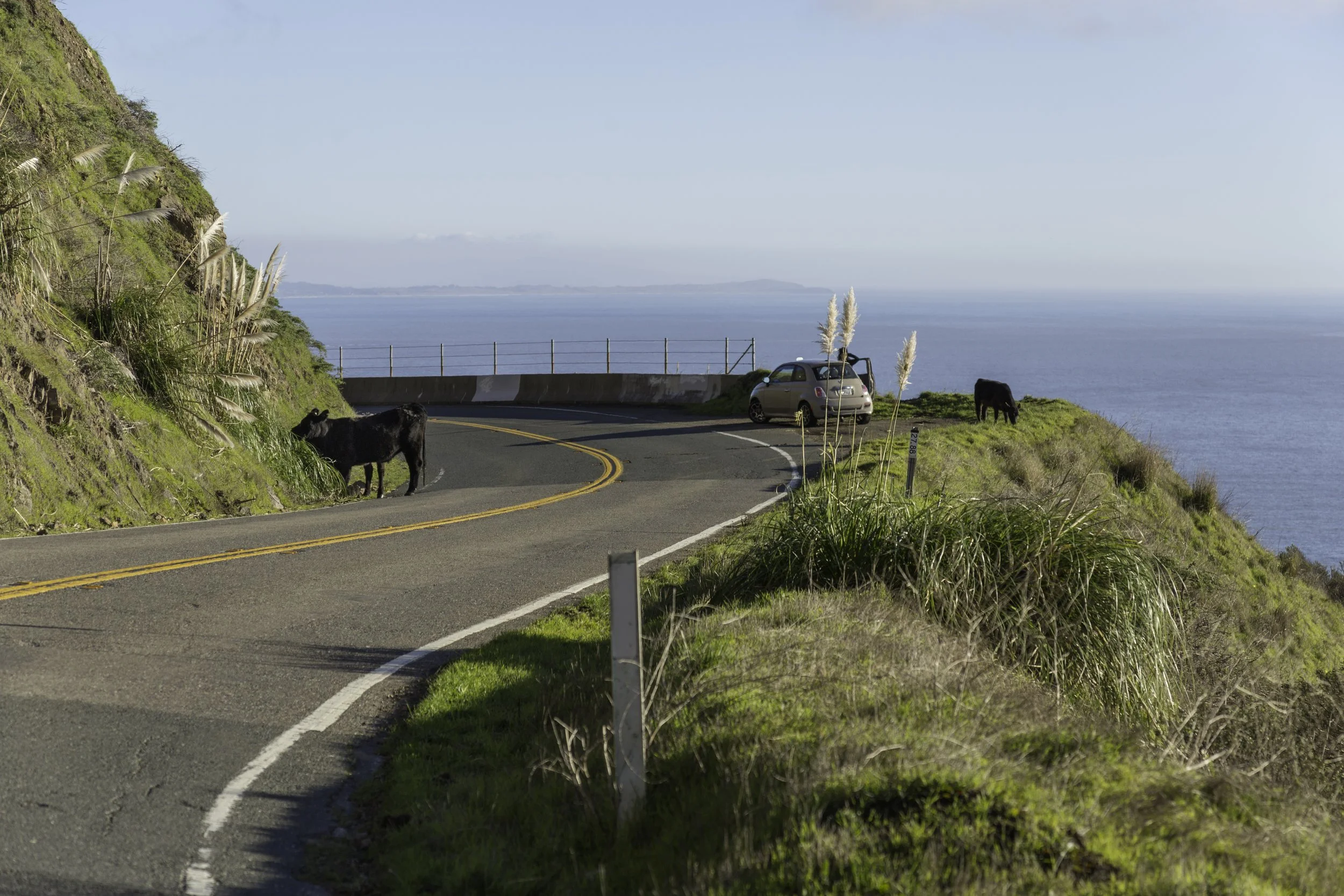 cows.jpg