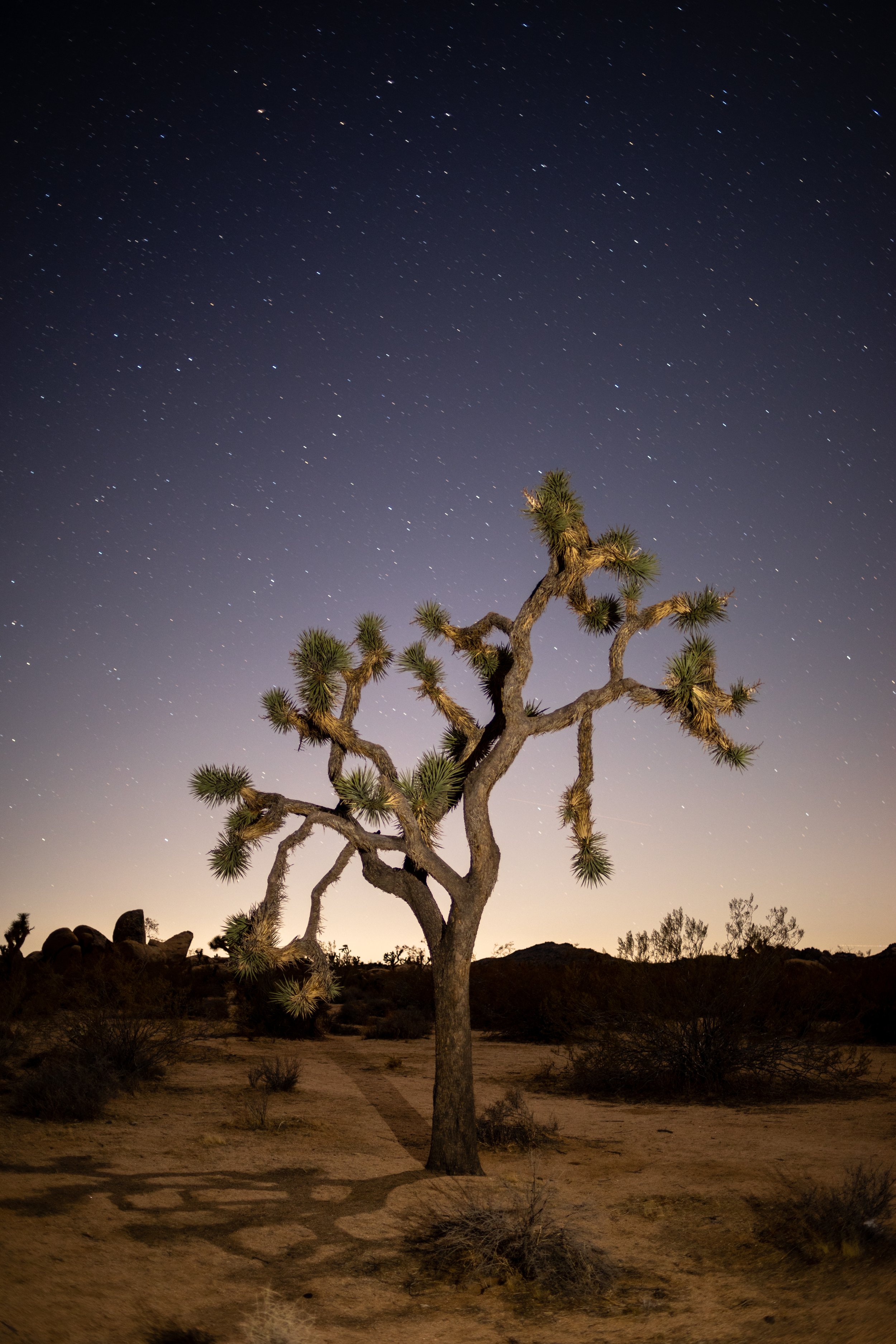 Product_Joshua Tree Night.jpg