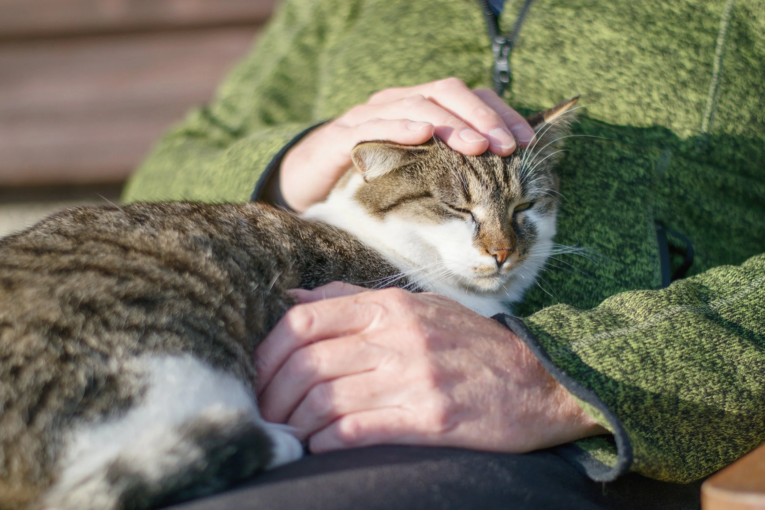 Arthritis in Aging Cats: Signs, Symptoms, and Seasonal Care Tips