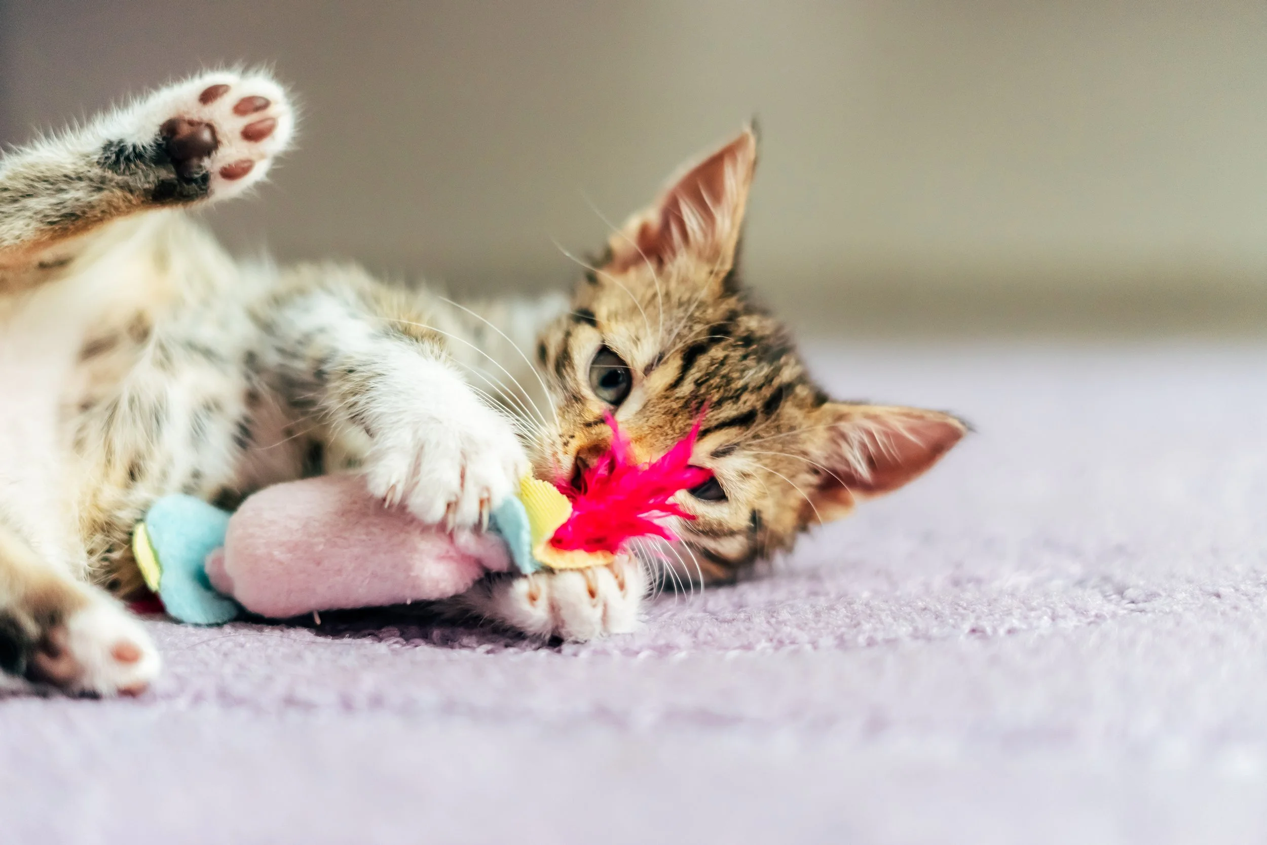 Keeping Your Cat Entertained While You’re at Work All Day