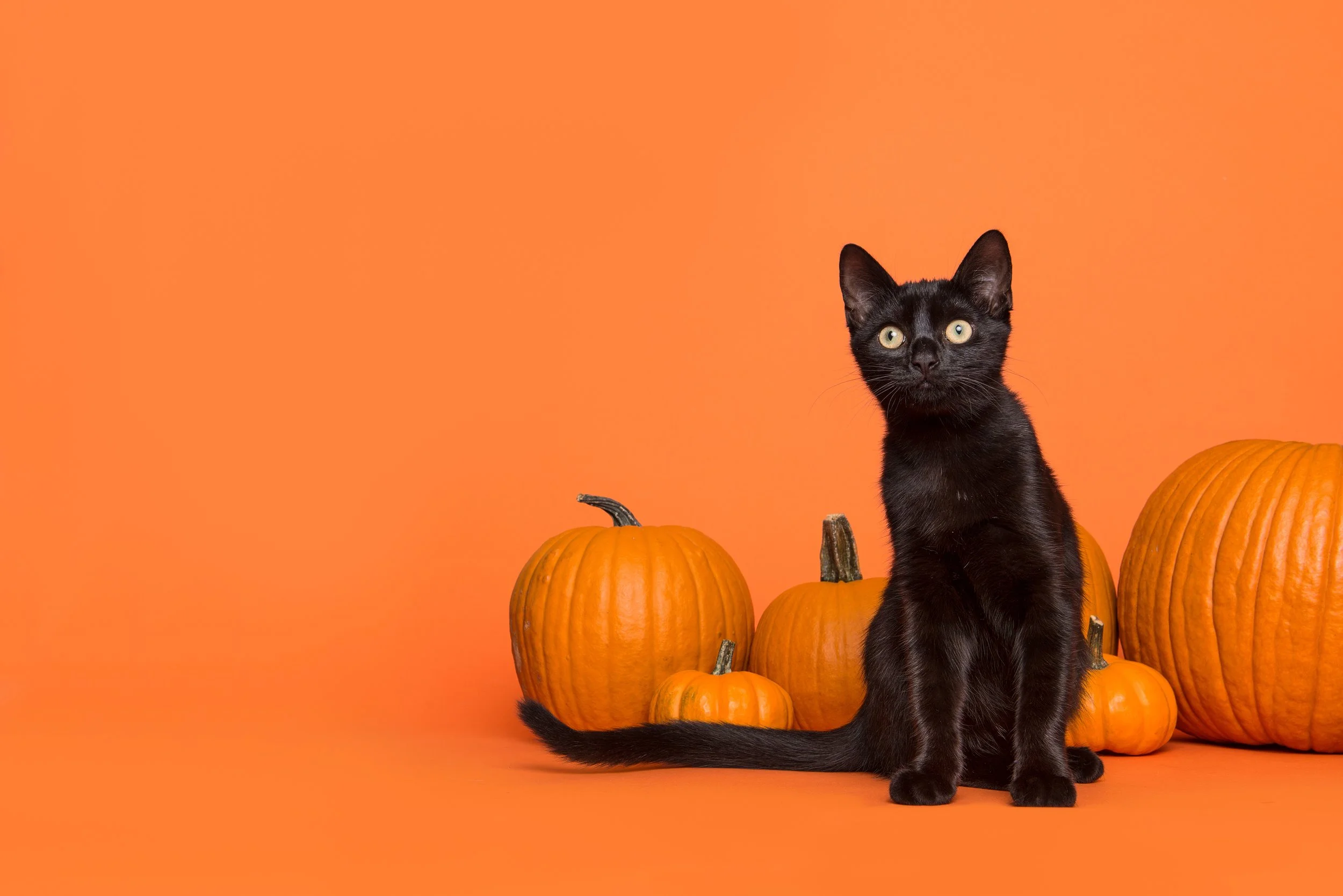 How to Keep Your Indoor Cat Happy on Halloween