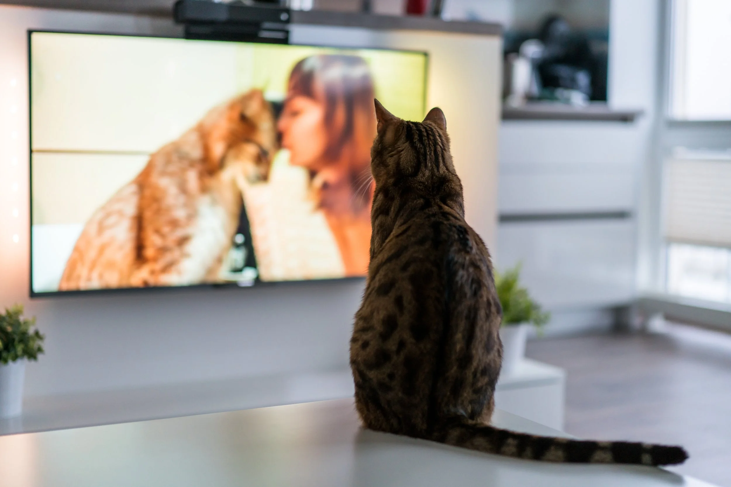 Can Cats Really Watch TV? The Science Behind Why Modern Screens Finally Make Sense to Them