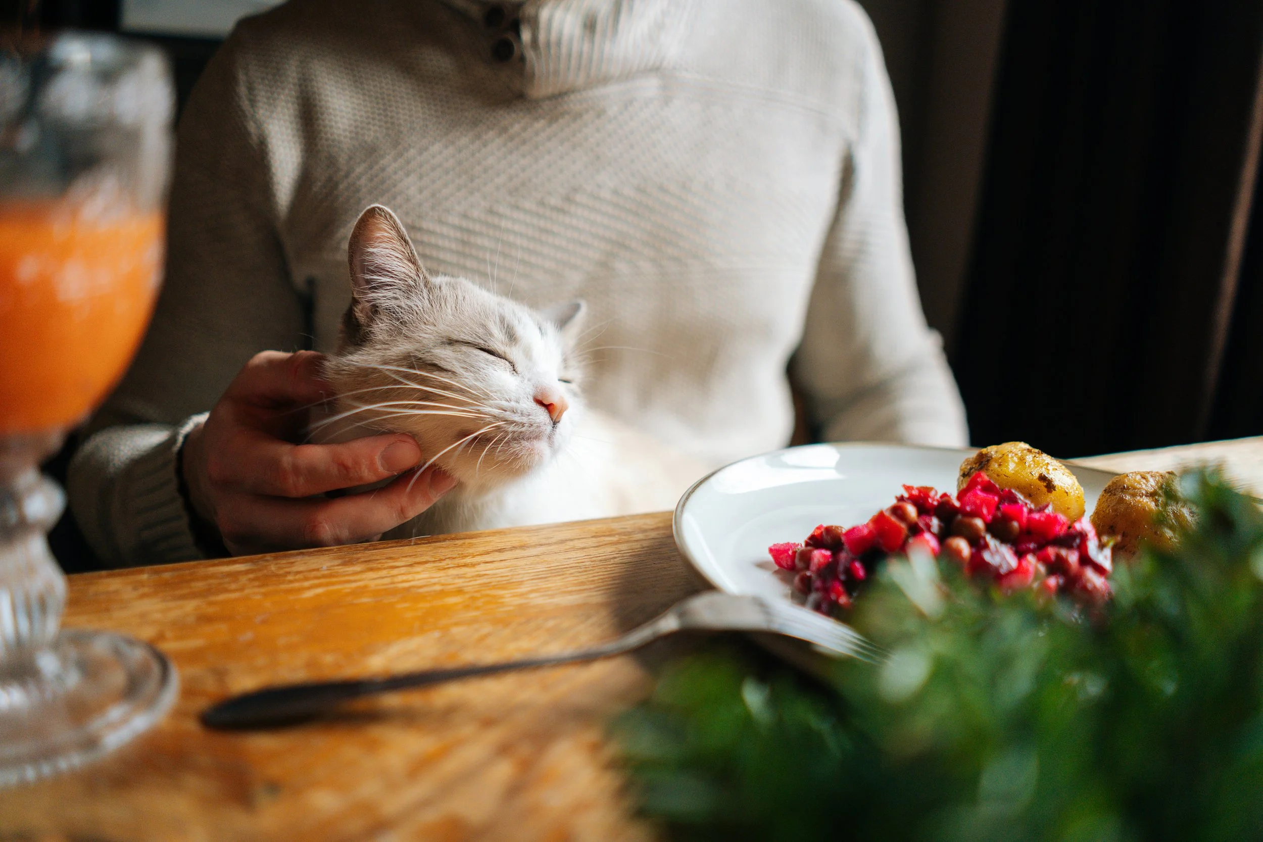 Holiday Food and Cats: What’s Safe and What’s Dangerous?