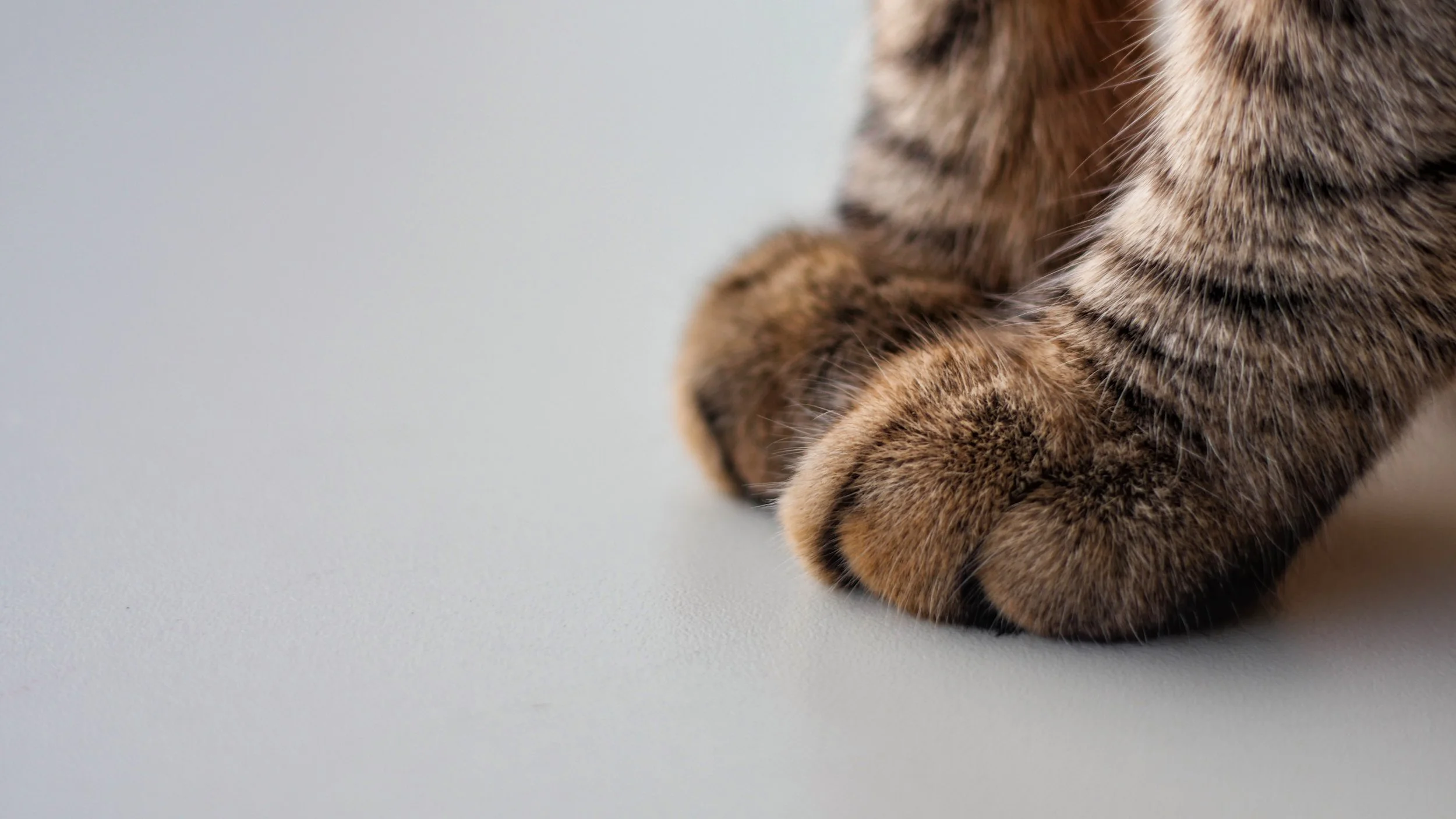 How to Help Your Cat’s Chapped Paws in the Winter