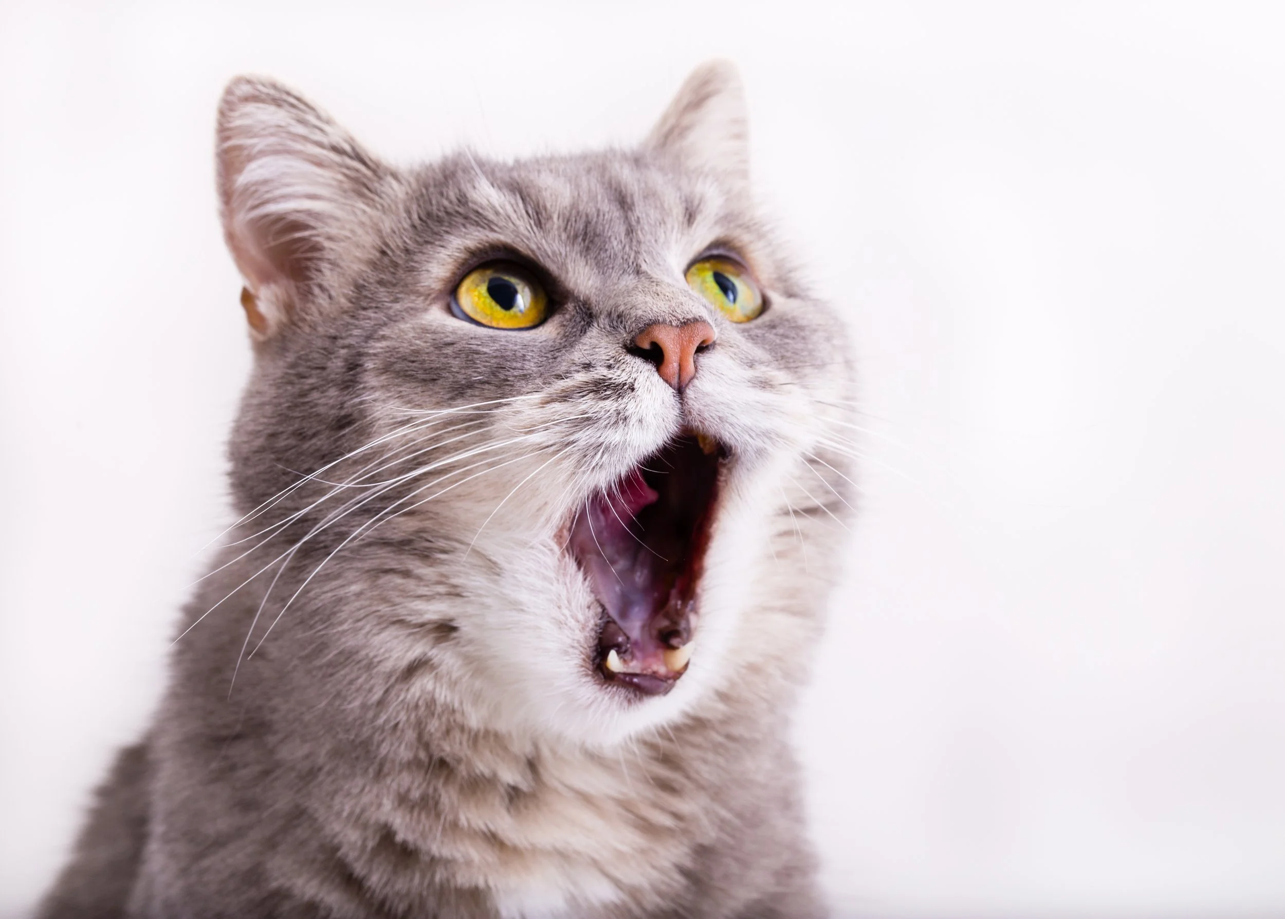Why Some Cats Talk Back More Than Others