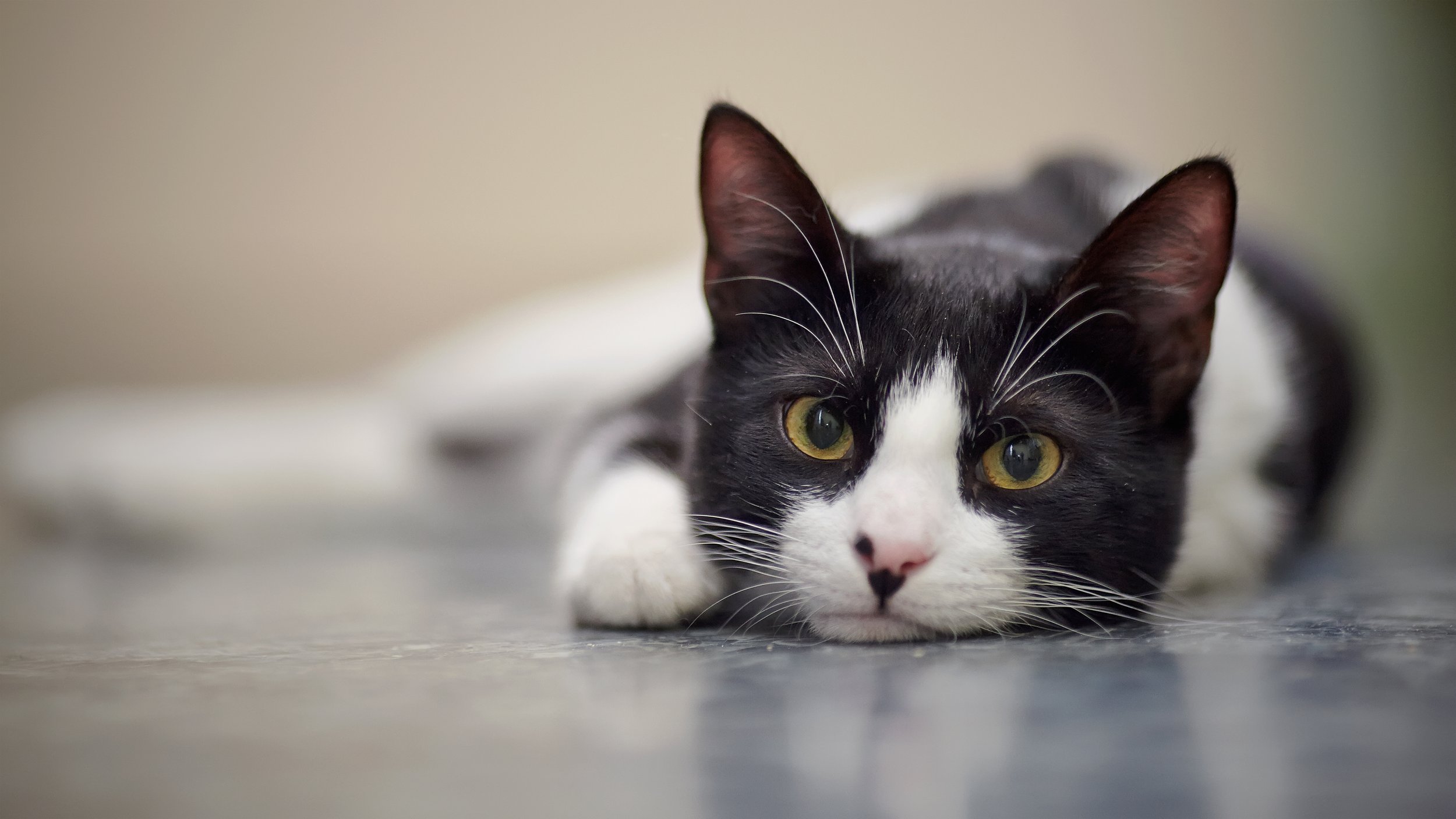 Does Your Cat Actually Know Their Name?