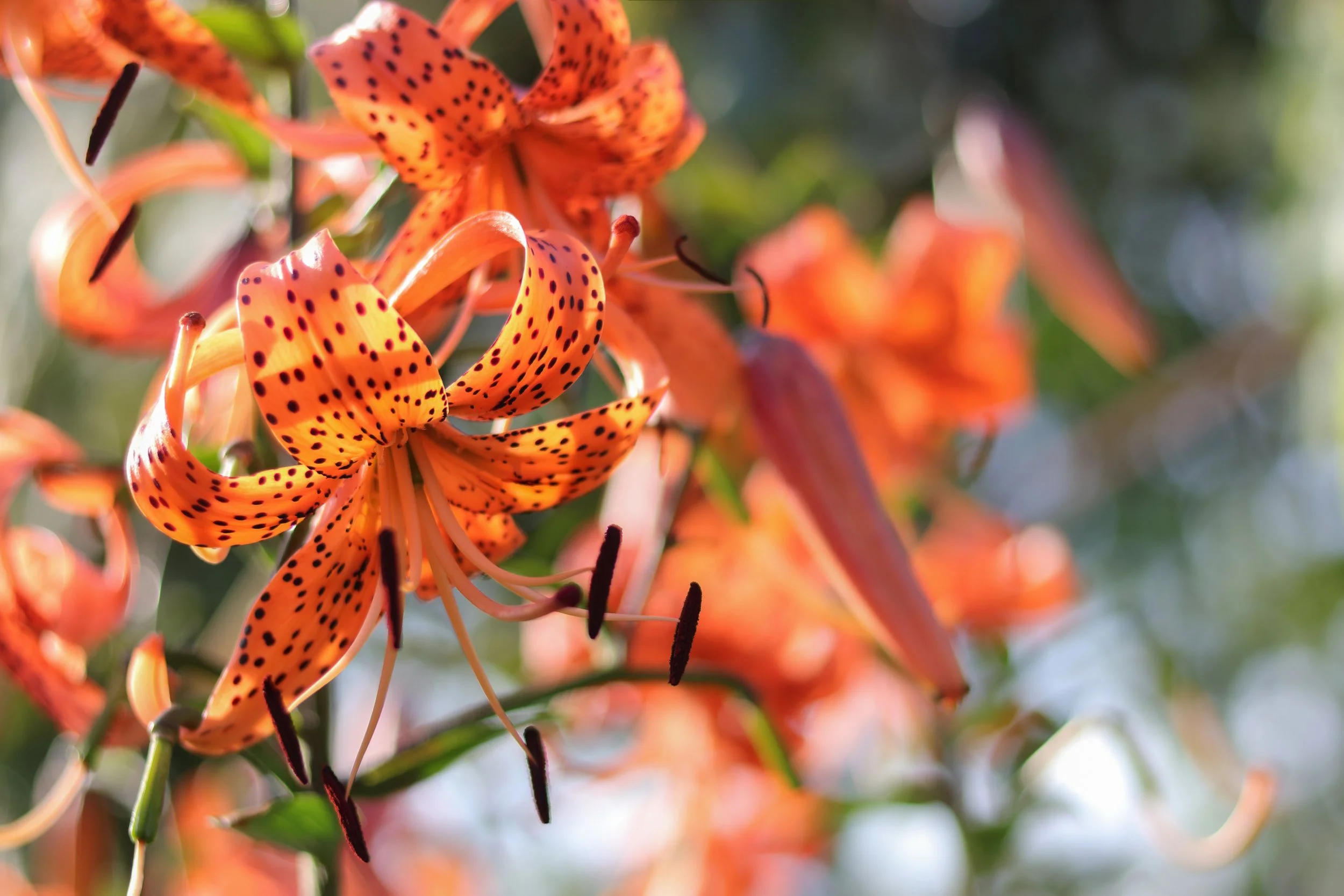 The Hidden Danger of Lilies: Why These Beautiful Flowers and Cats Don't Mix