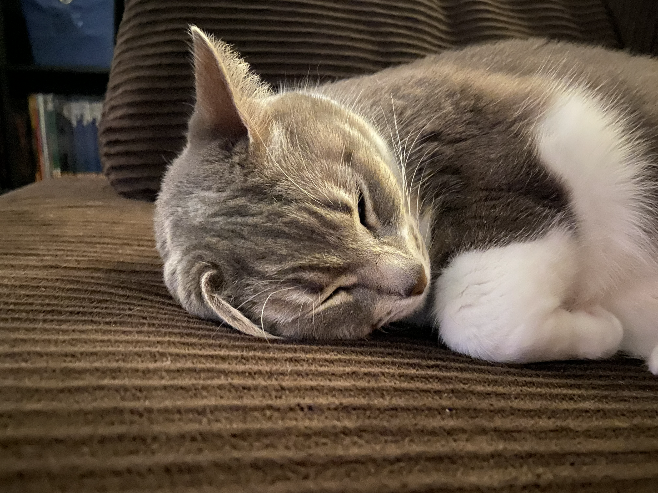 June the Cat – A True Story About a Cat Who Struggled, But Now is Loved