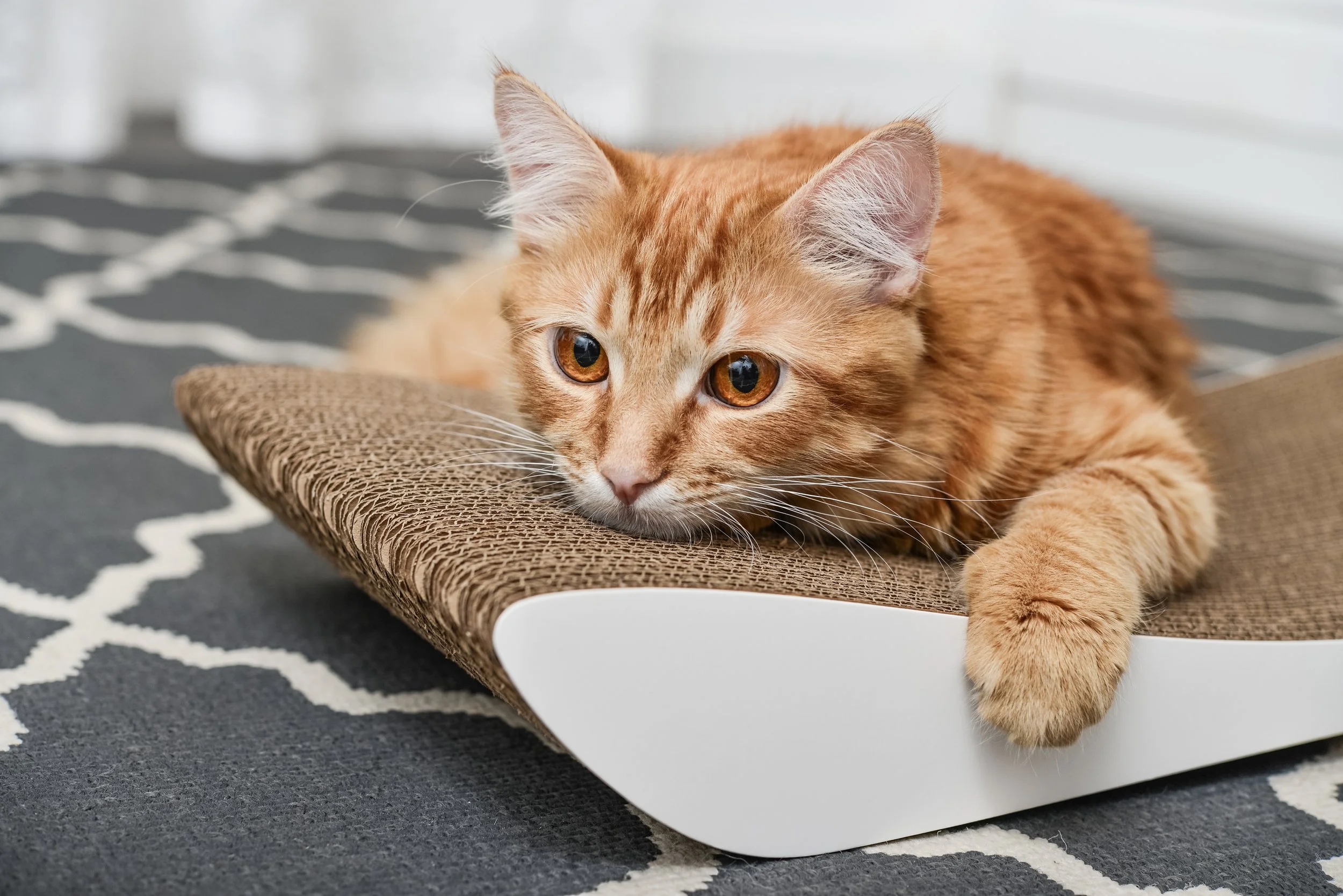 Common Signs Your Cat is Stressed and How to Help Them