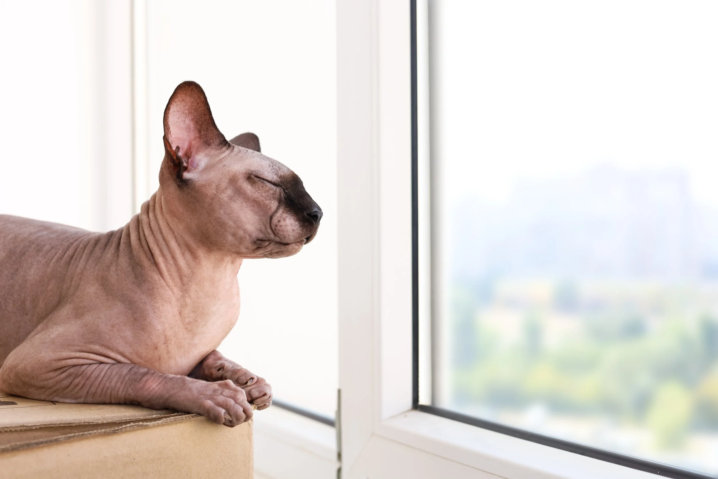 A Spring To-Do List – As Written by Your Cat