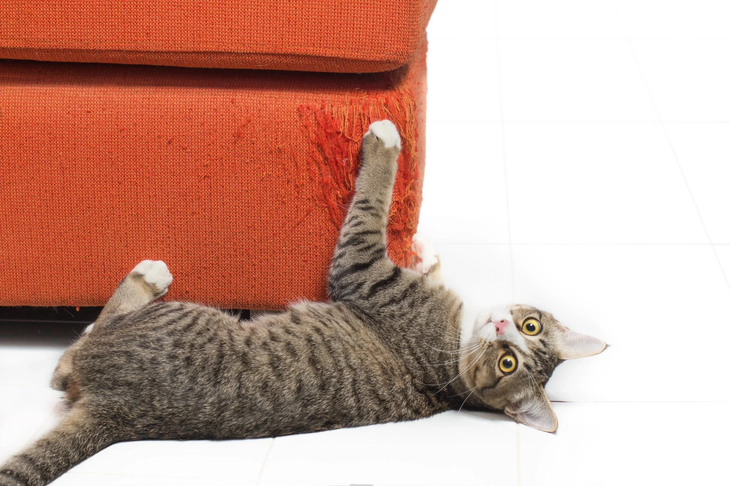 Your Cat Isn’t Scratching the Couch to Be “Bad” – Here’s Why They Really Do It