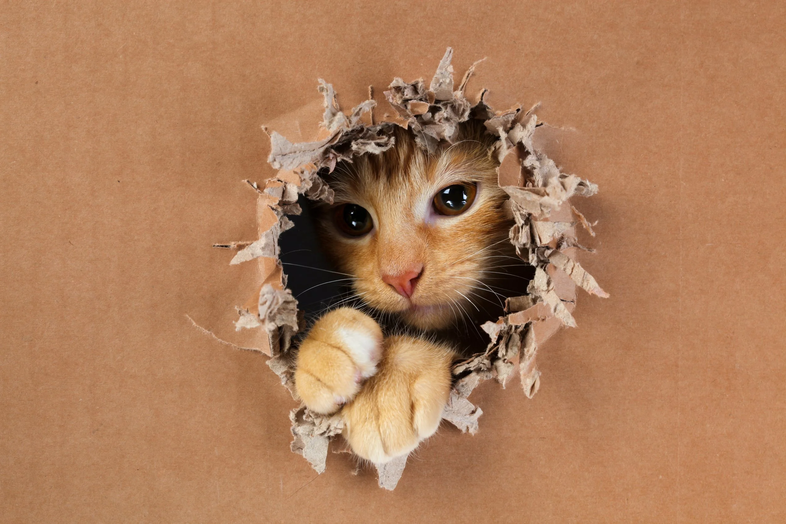Why Cats Love Cardboard