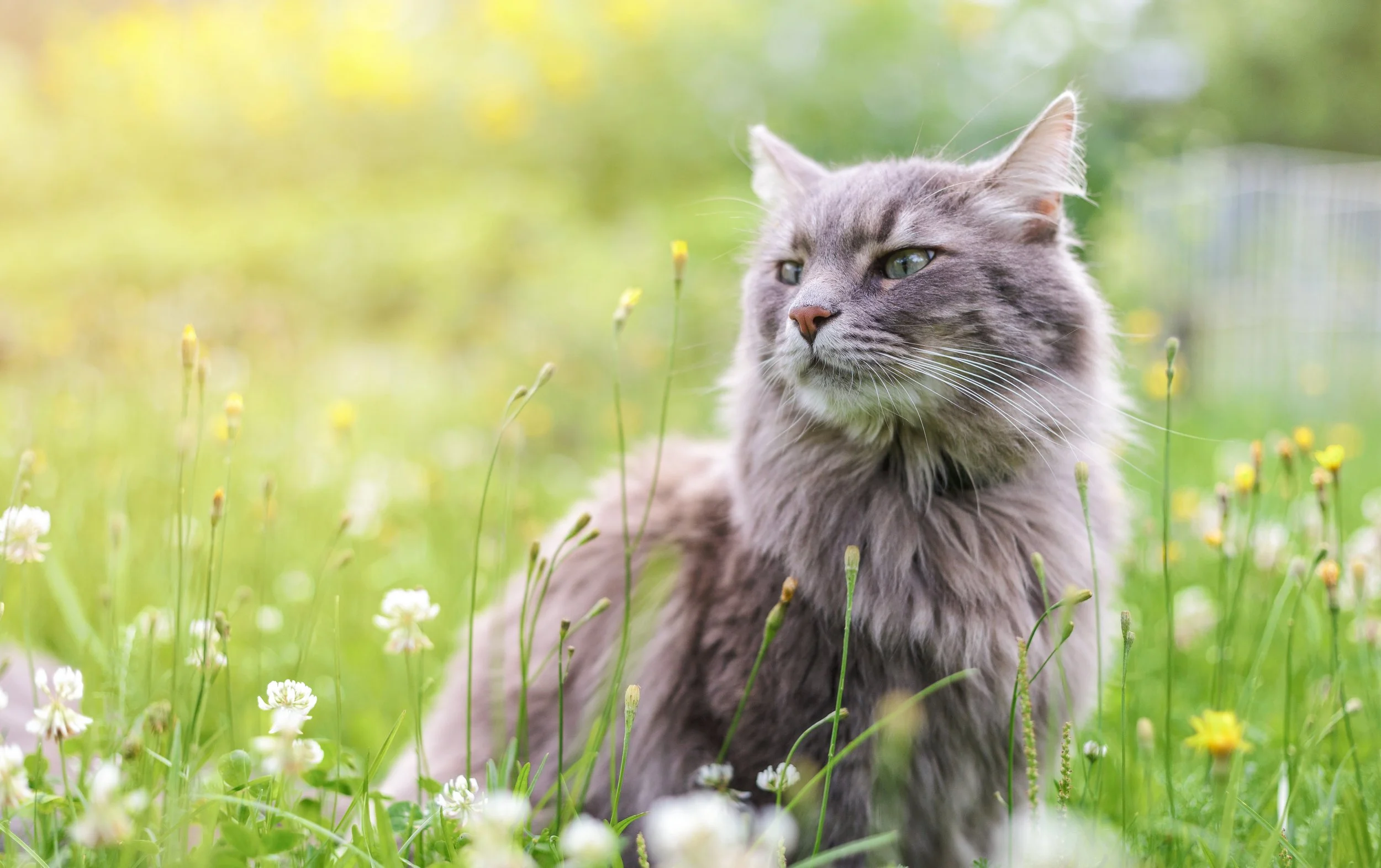 How to Make the Ideal Outdoor Space for Your Cat