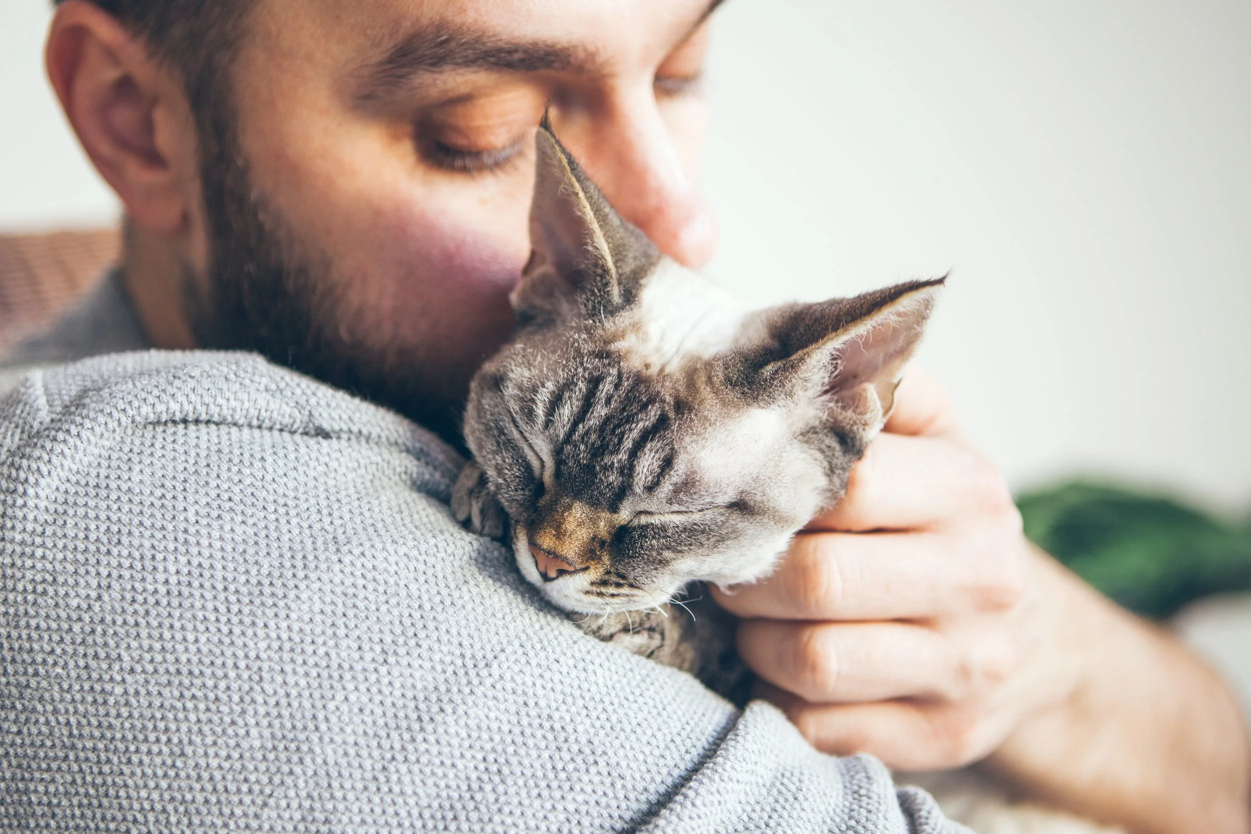 The Benefits of Adopting an Adult Cat