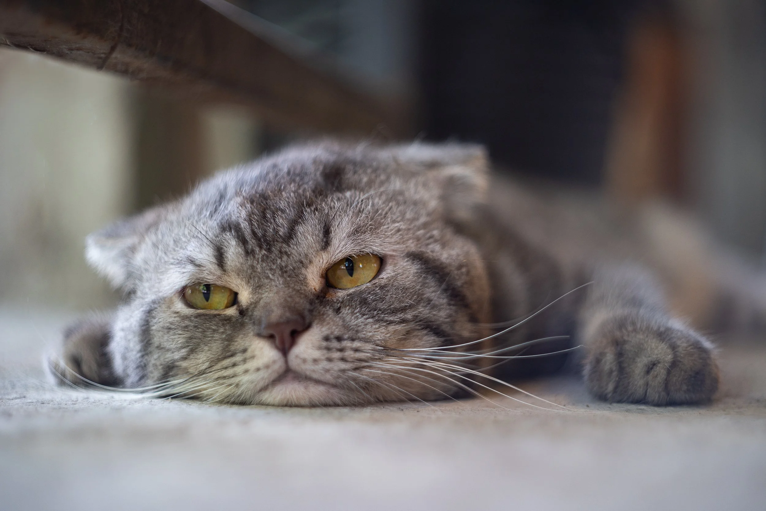 Are You Accidentally Boring Your Cat? How to Recognize Feline Boredom
