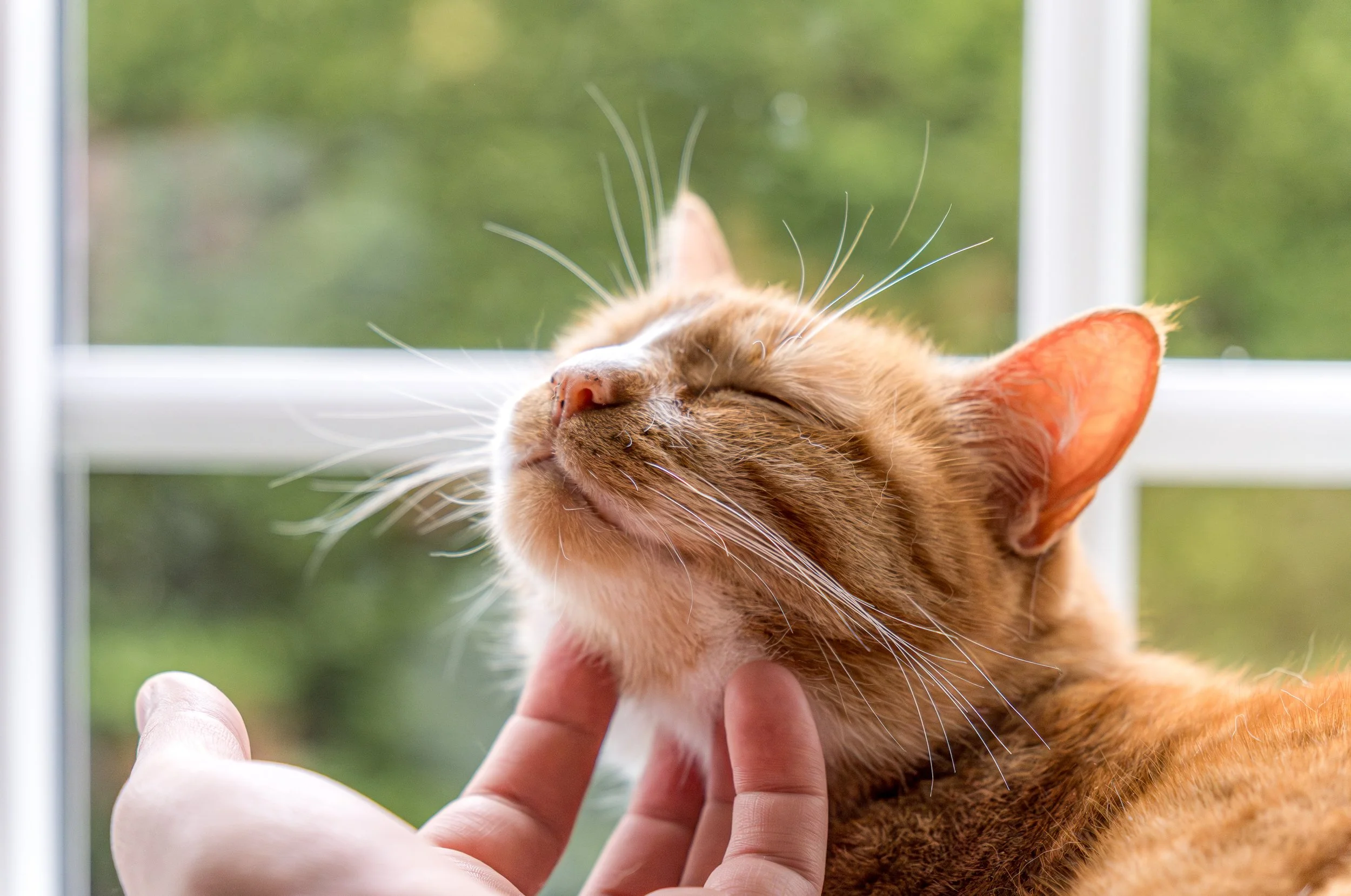 The Little Ways Cats Say "I Trust You"