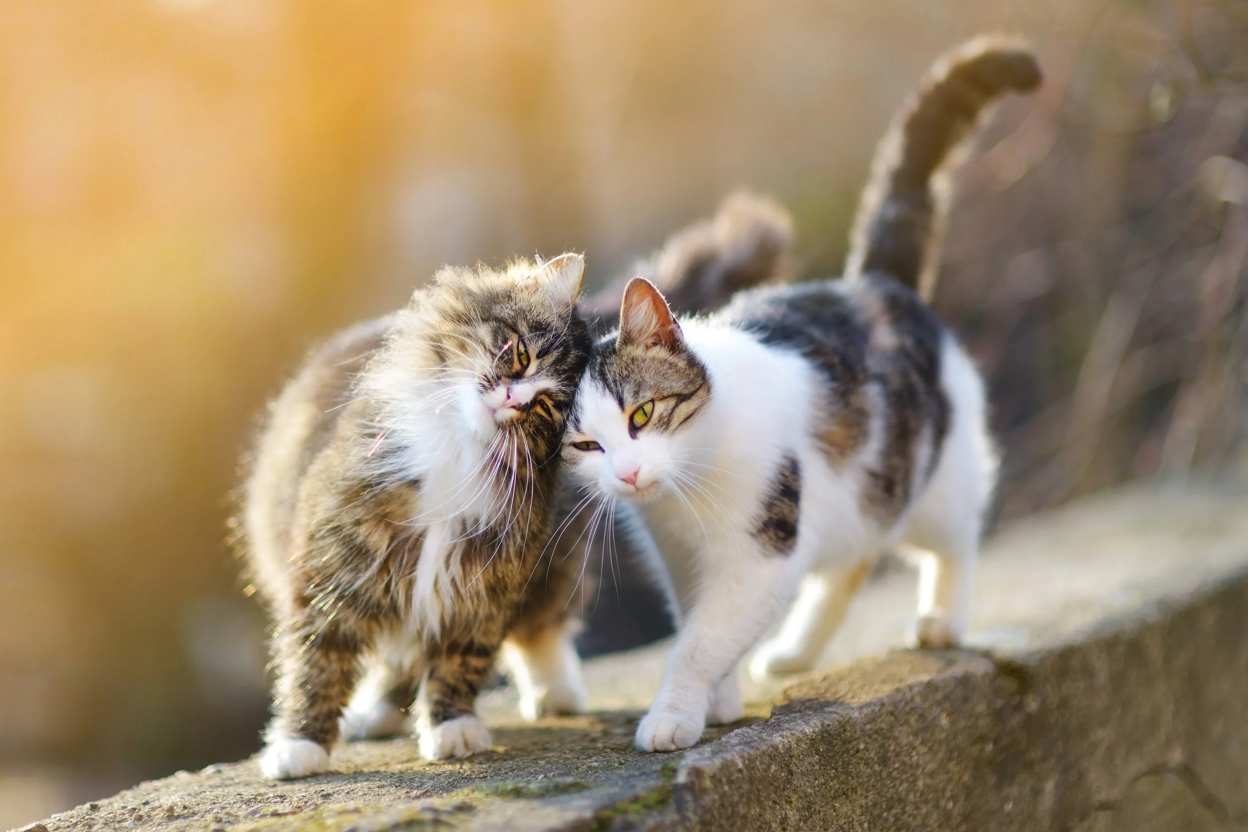Do Cats Have Best Friends? Understanding Feline Relationships
