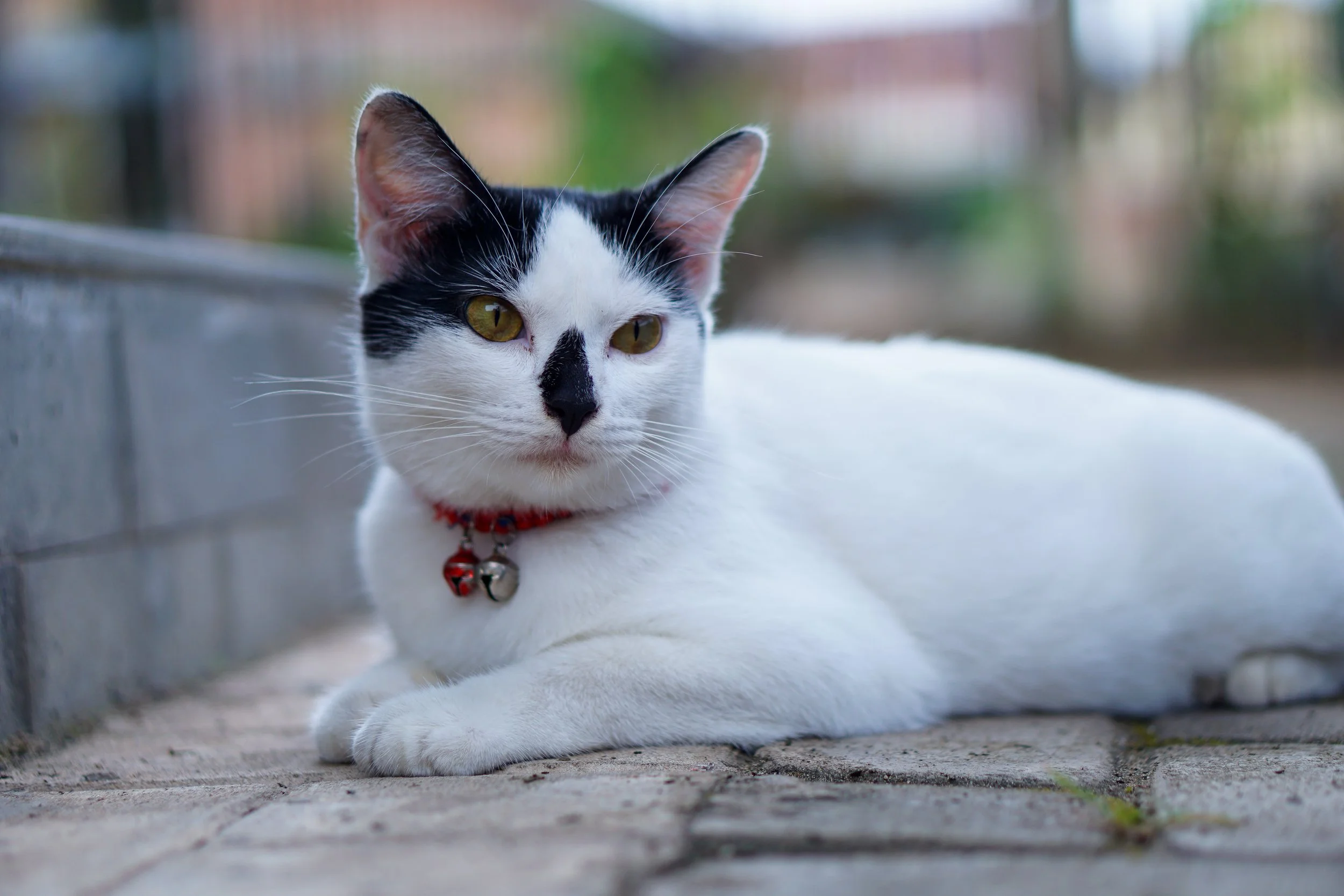 Why Cats and Collars Aren't Always a Good Mix