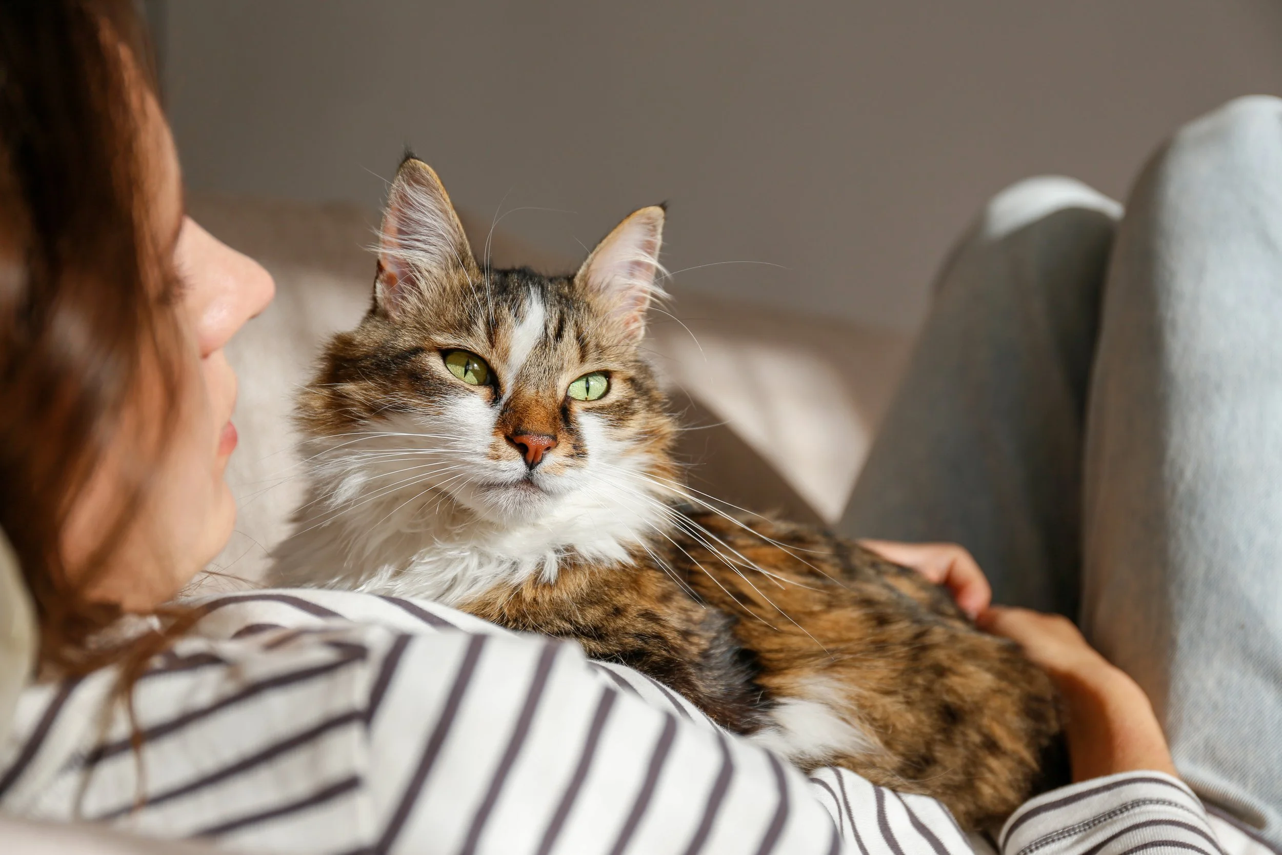 The Unwritten Rules of Living with a Cat