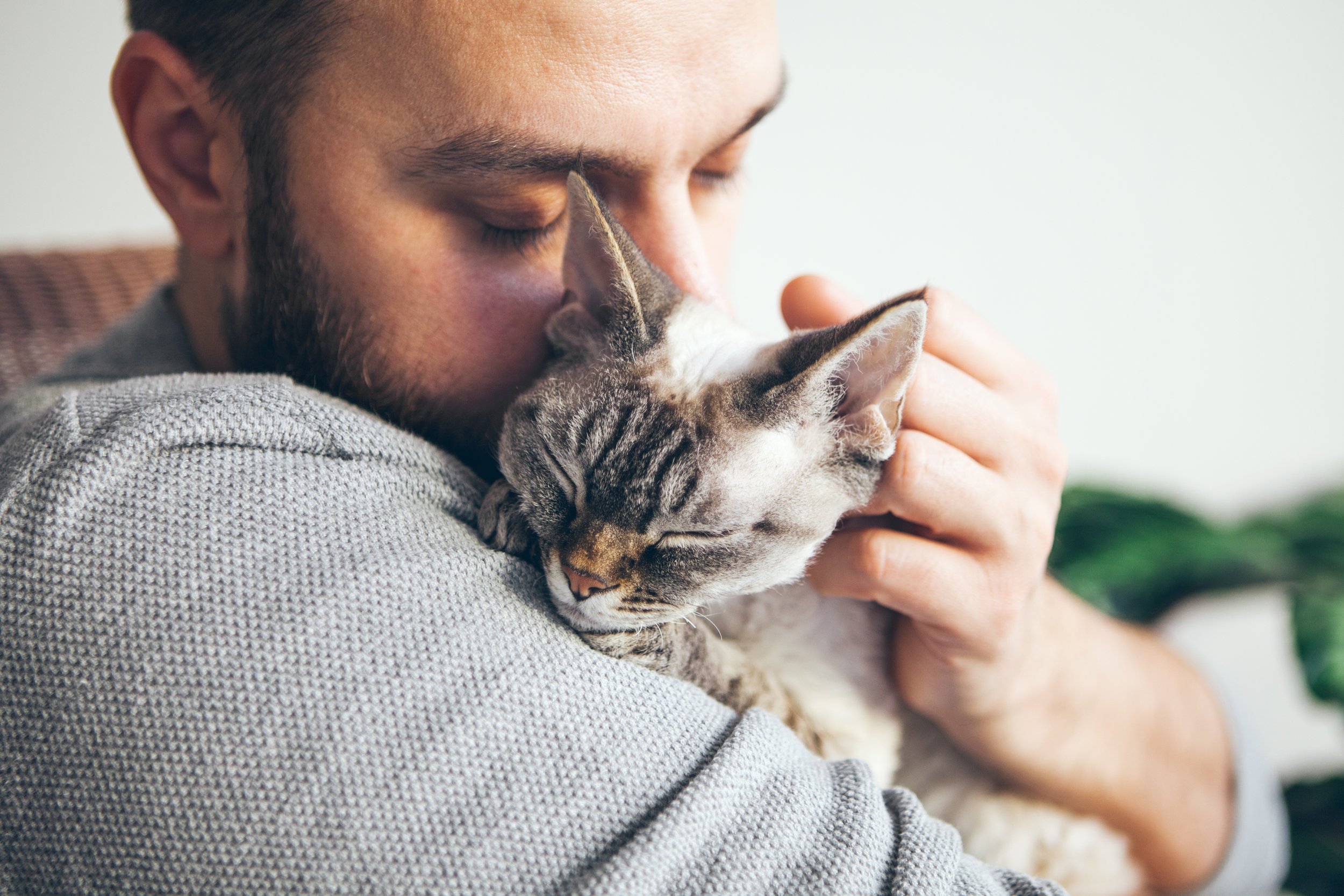 What Makes a Cat Feel Safe?