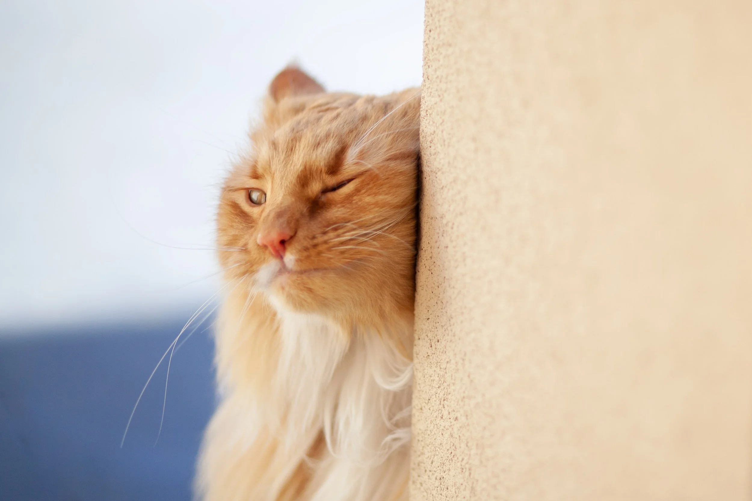 Why Do Cats Rub Their Faces on Everything?