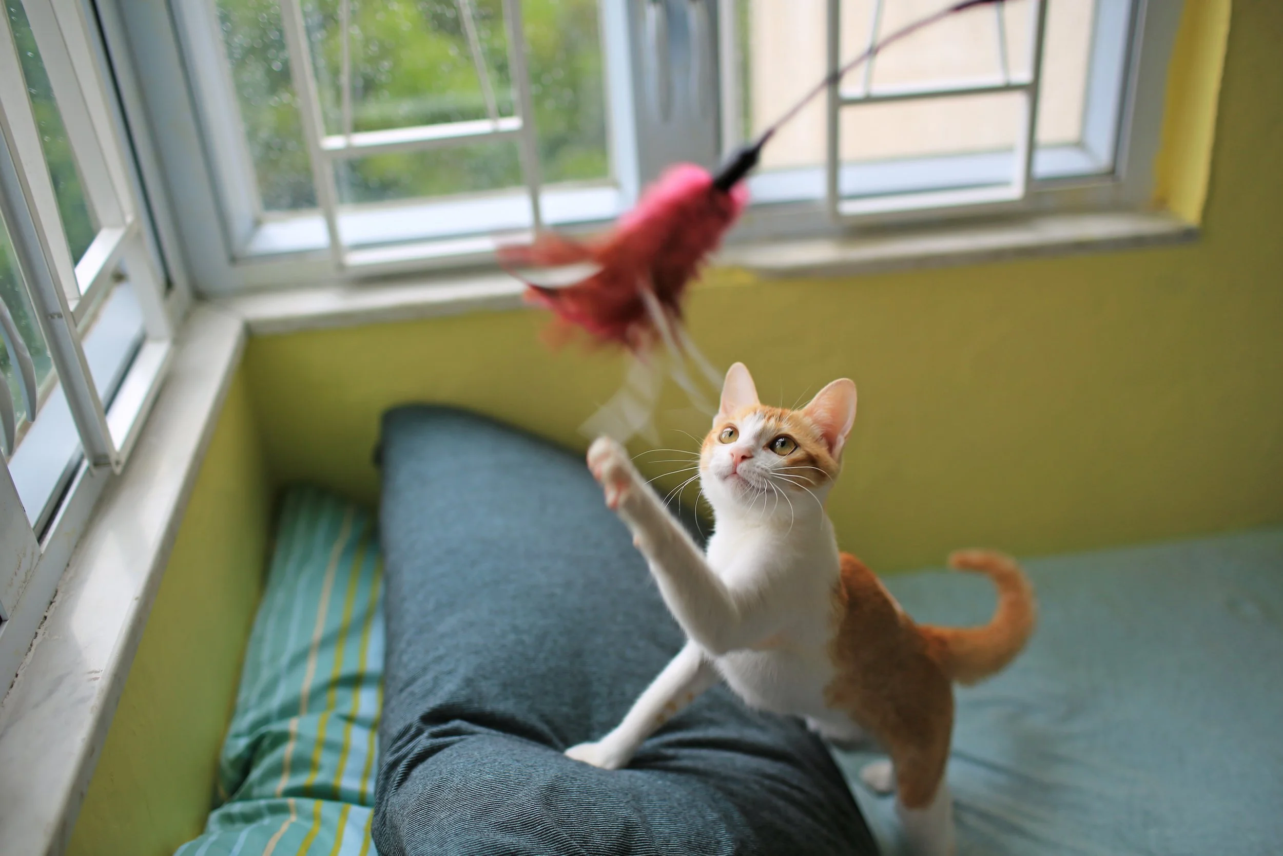 Yes, You Can Train a Cat: How Play and Learning Keep Your Cat’s Mind Sharp