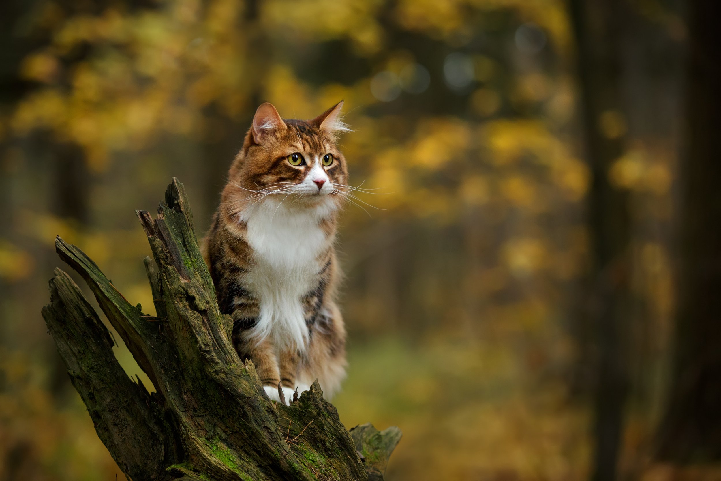 The Most Harmful Cat Myth: Household Cats Will Survive or Thrive Outdoors if Abandoned