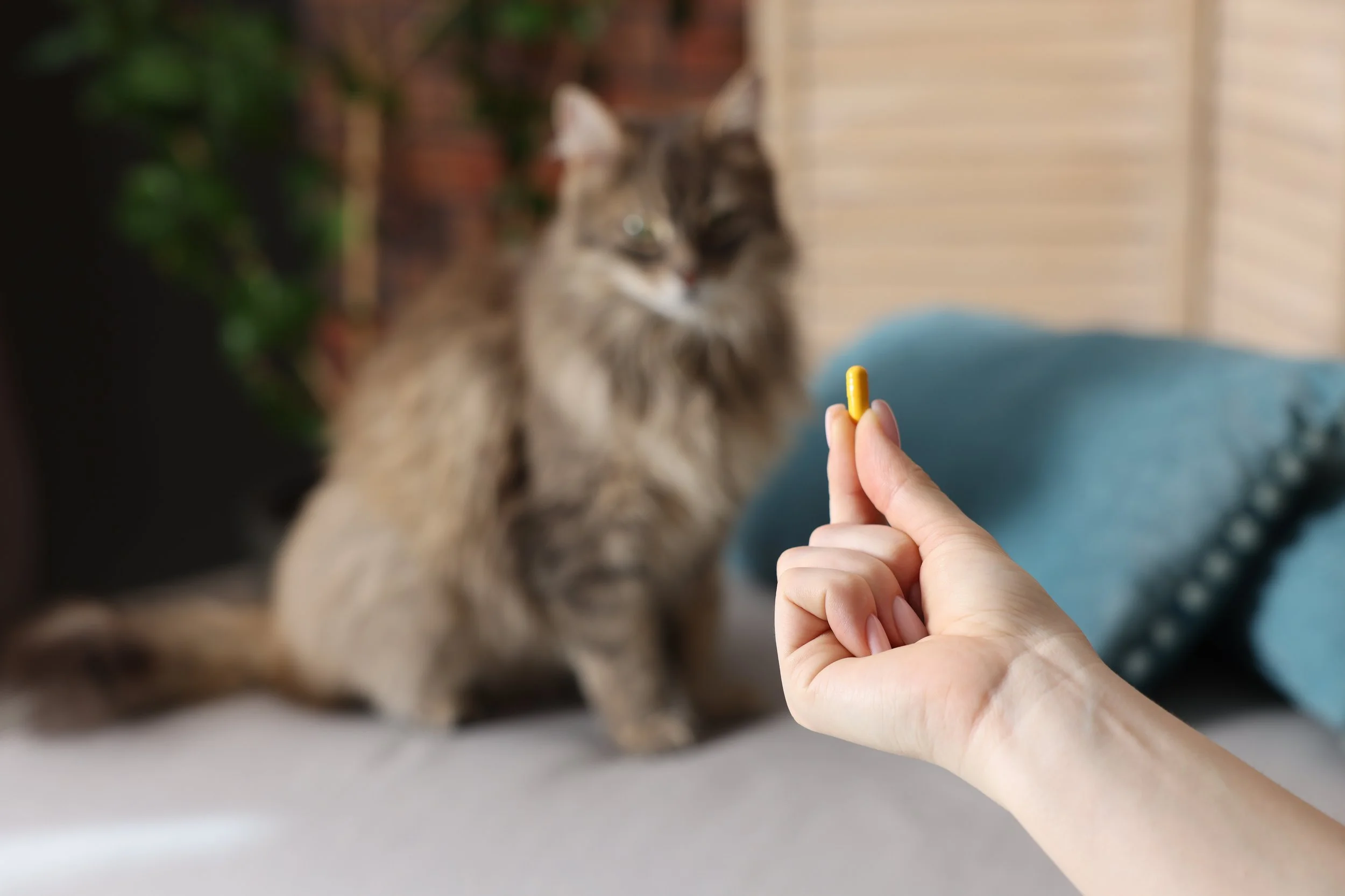 How to Give a Cat a Pill Without Losing Your Mind