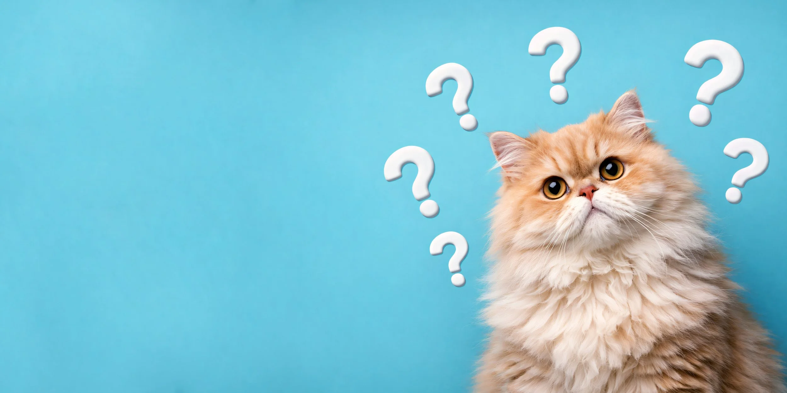 Reading the Clues Your Cat Leaves Behind (Part 2 of 2)