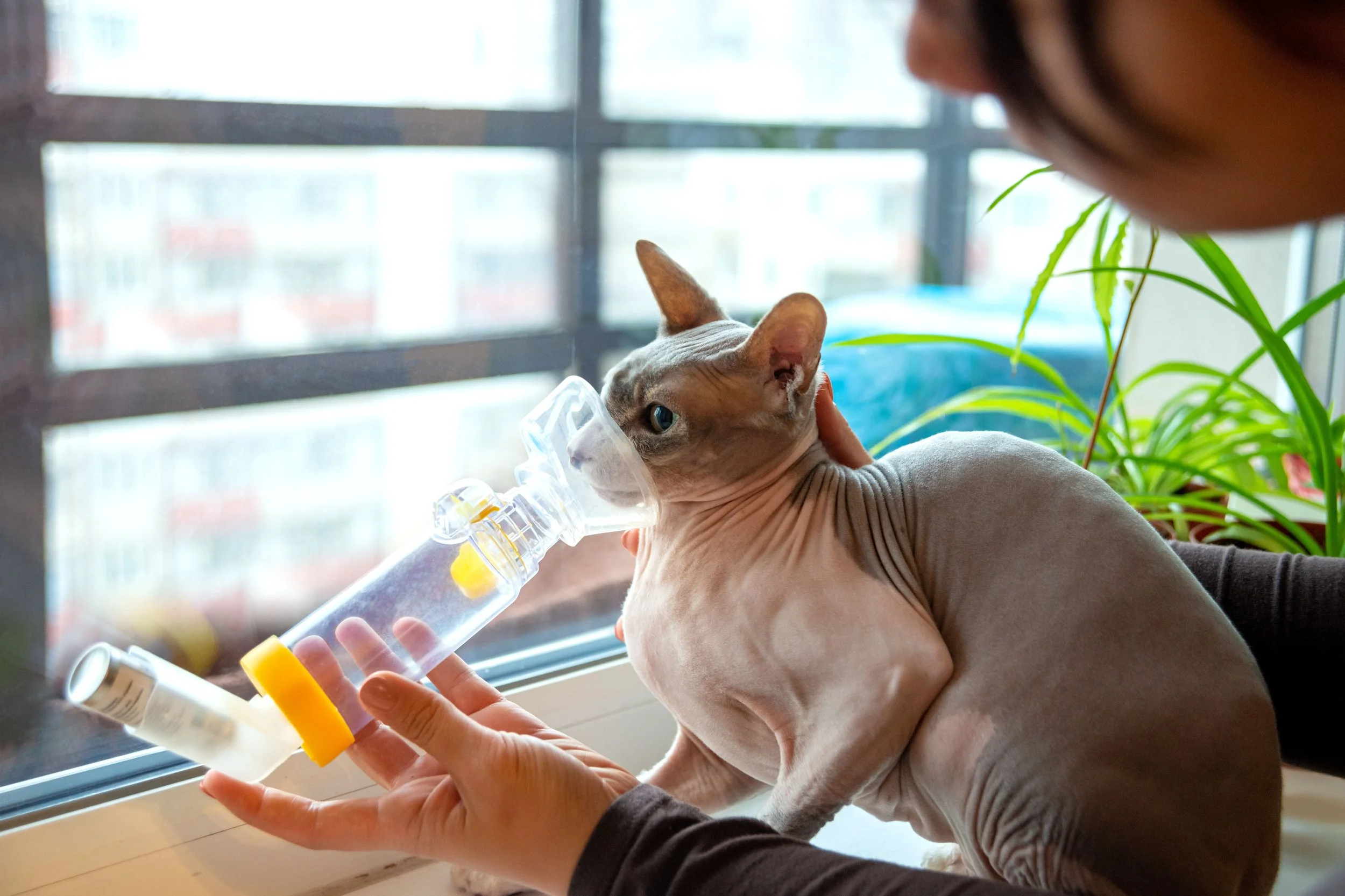 How to Recognize the Signs of Feline Asthma