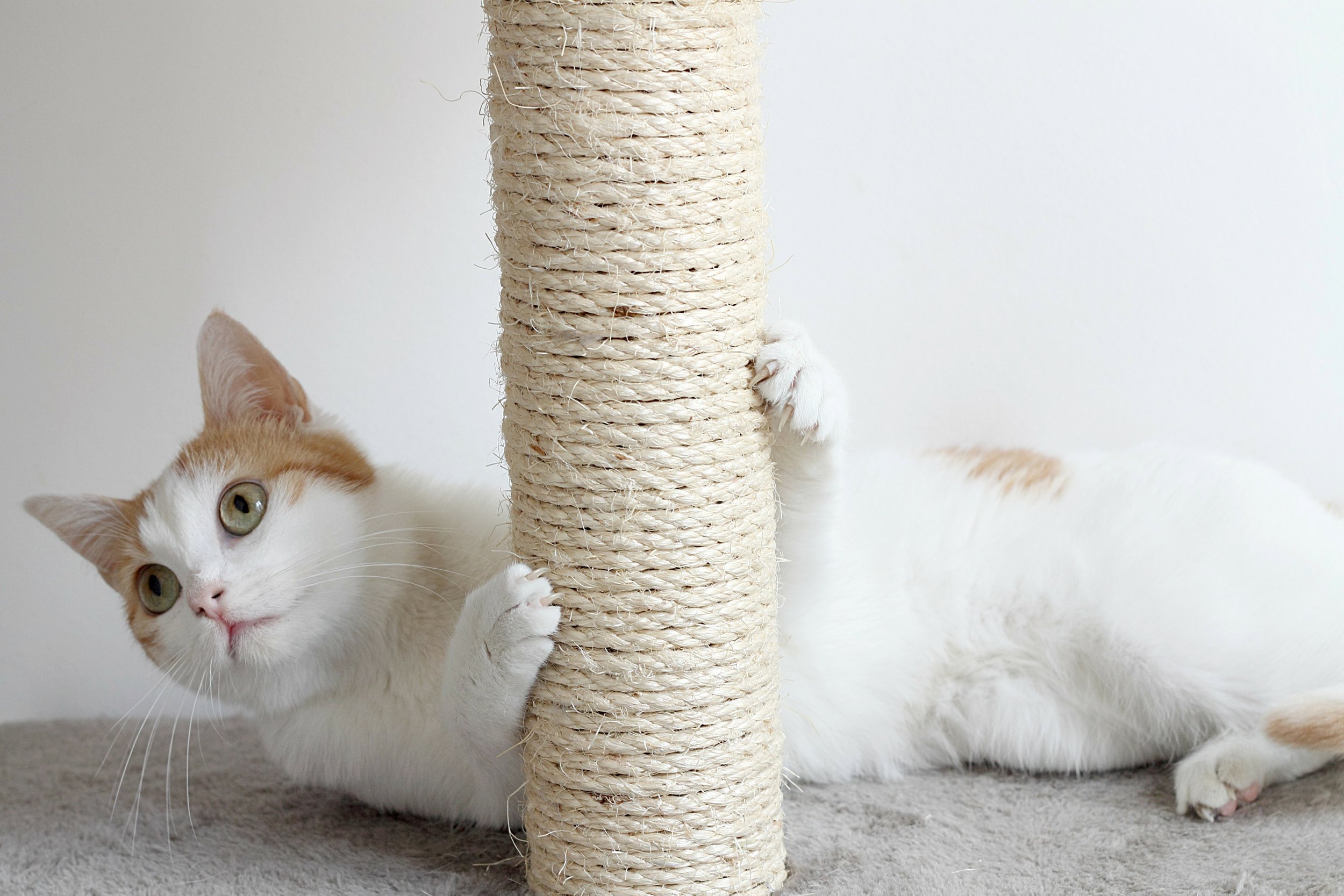 Creative Ideas for Incorporating Cat Scratchers into Your Home The Hervey Foundation for Cats