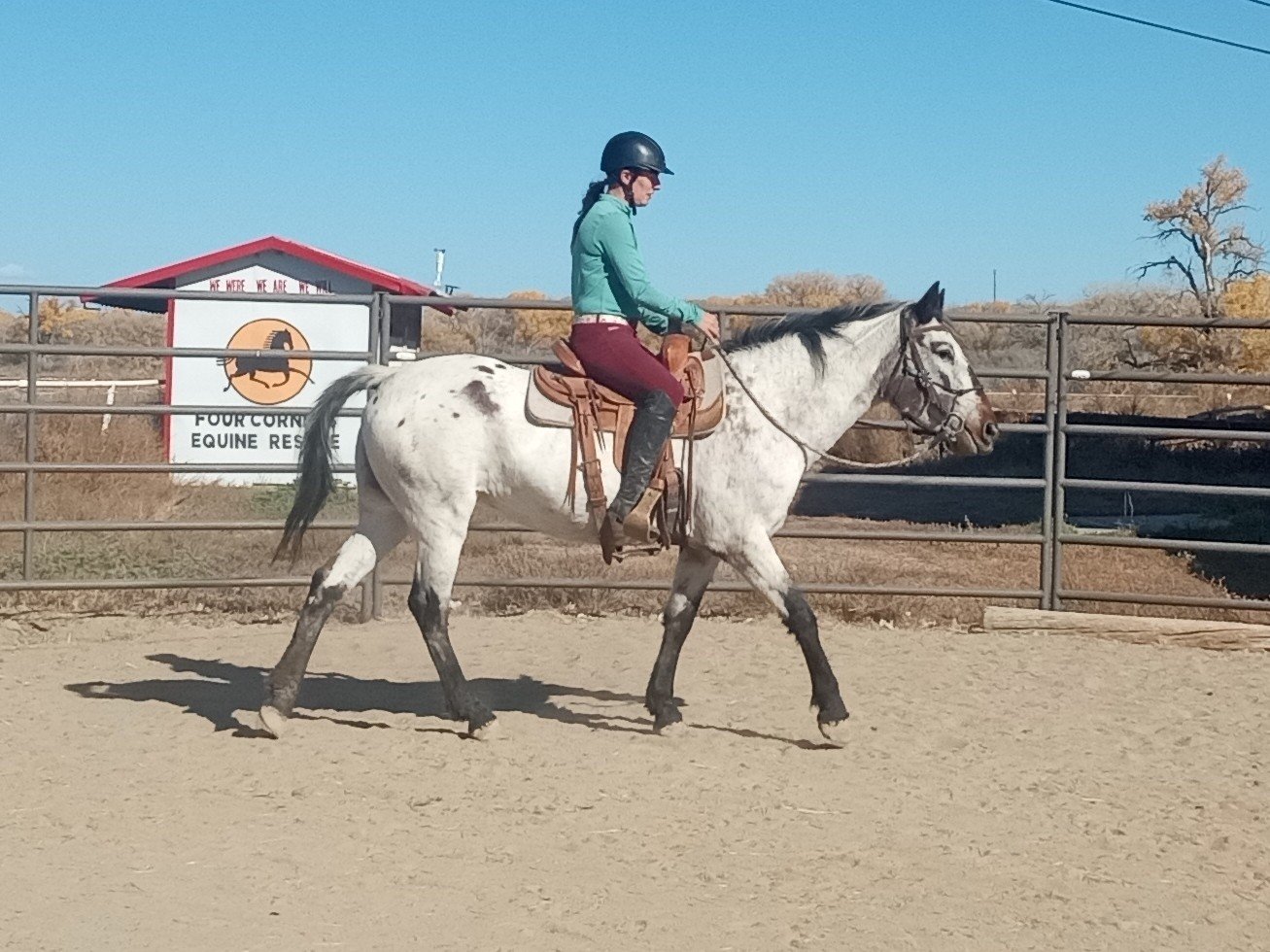 Recent Adoptions — Four Corners Equine Rescue