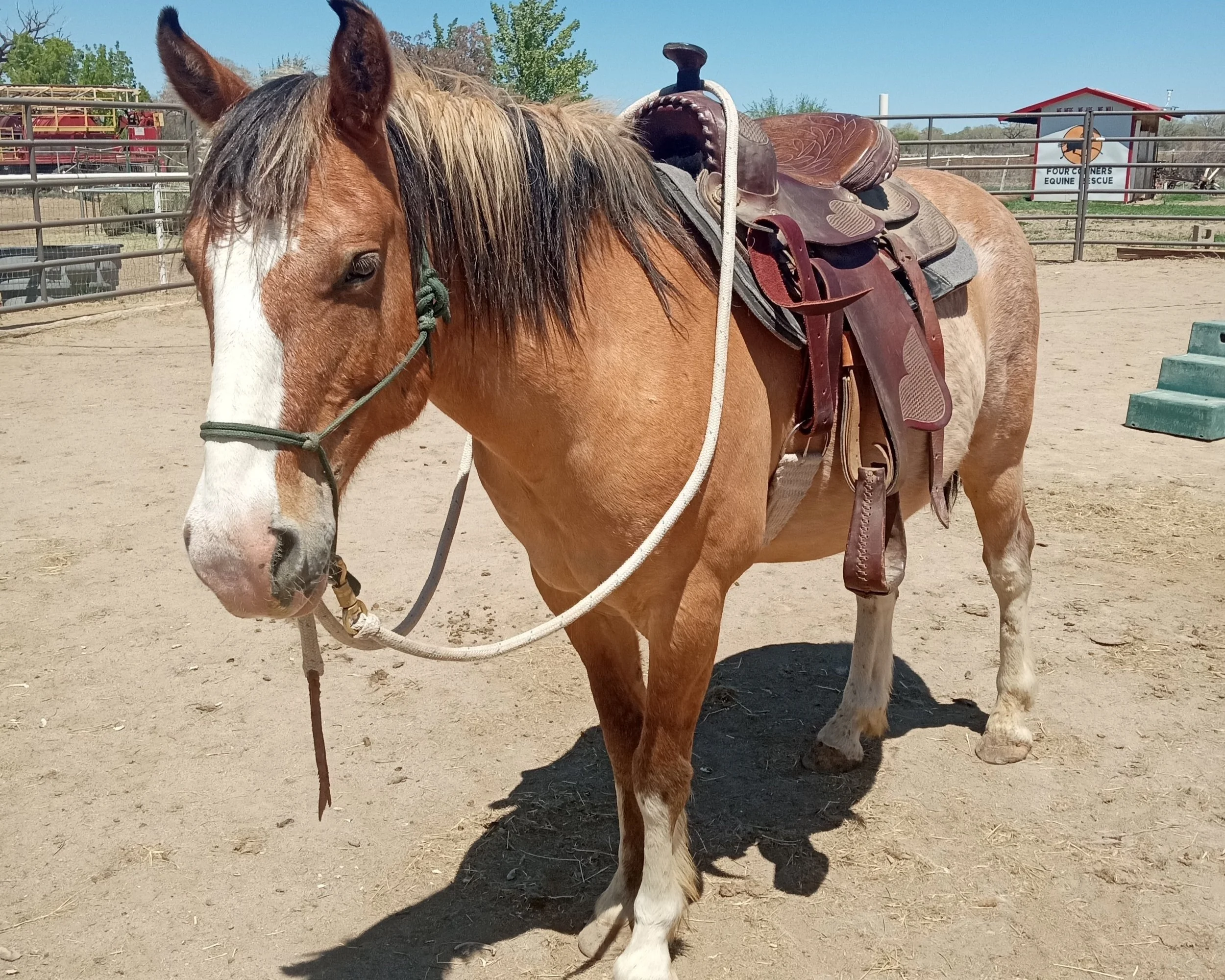 Meet the Horses — Four Corners Equine Rescue