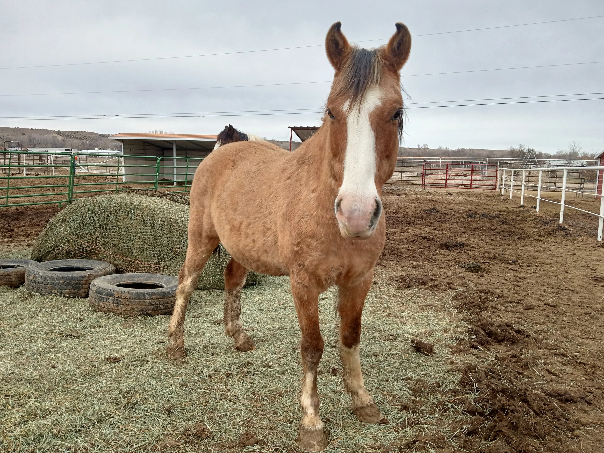 Four Corners Equine Rescue