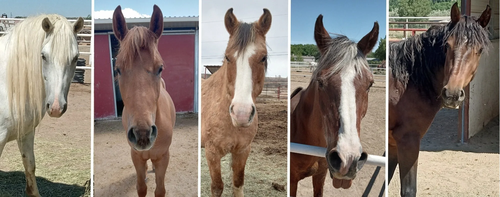 Four Corners Equine Rescue