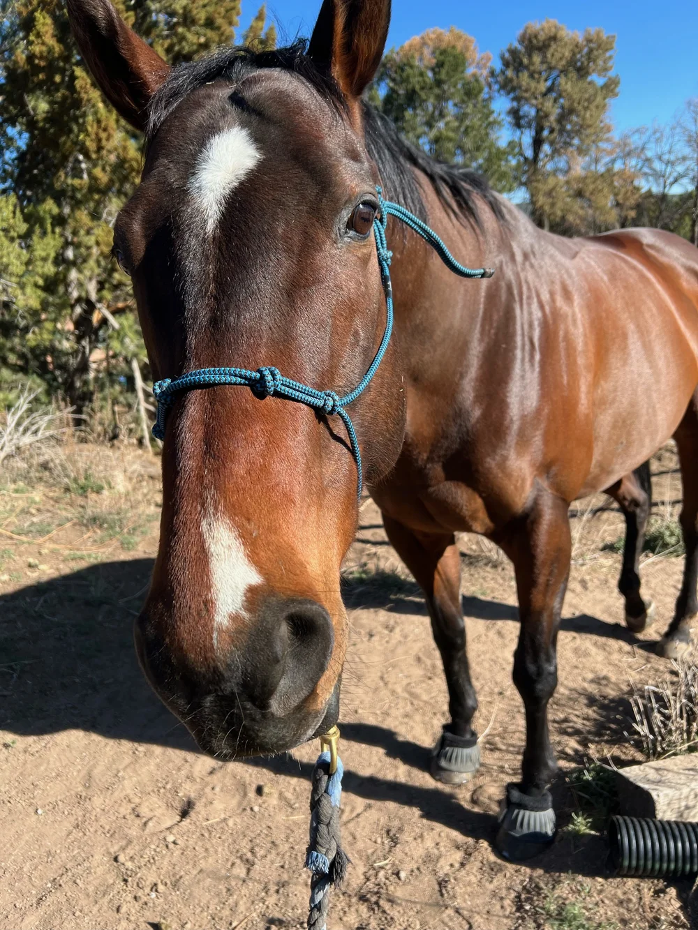 Available through Others — Four Corners Equine Rescue