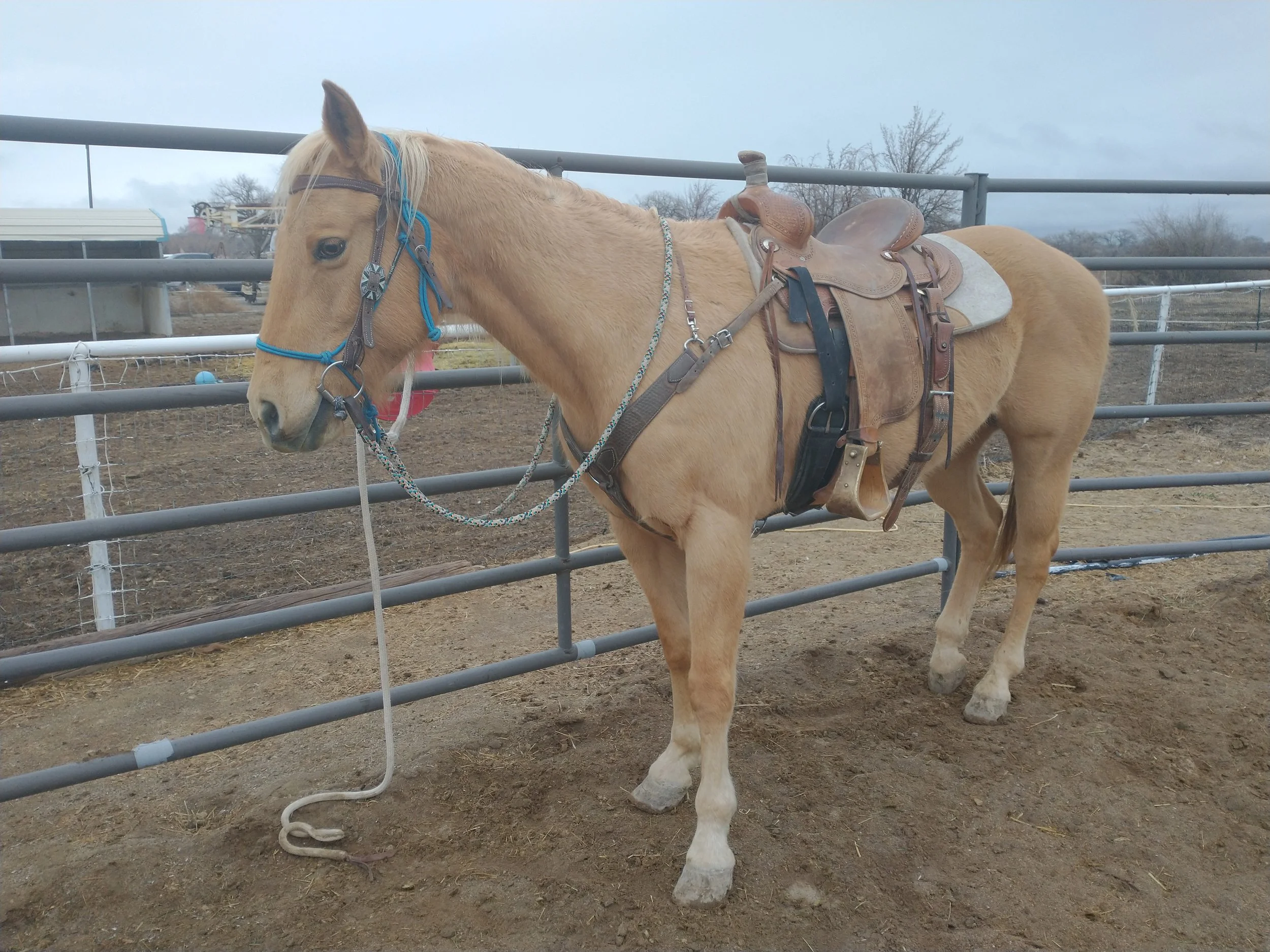 Riding Horses — Four Corners Equine Rescue