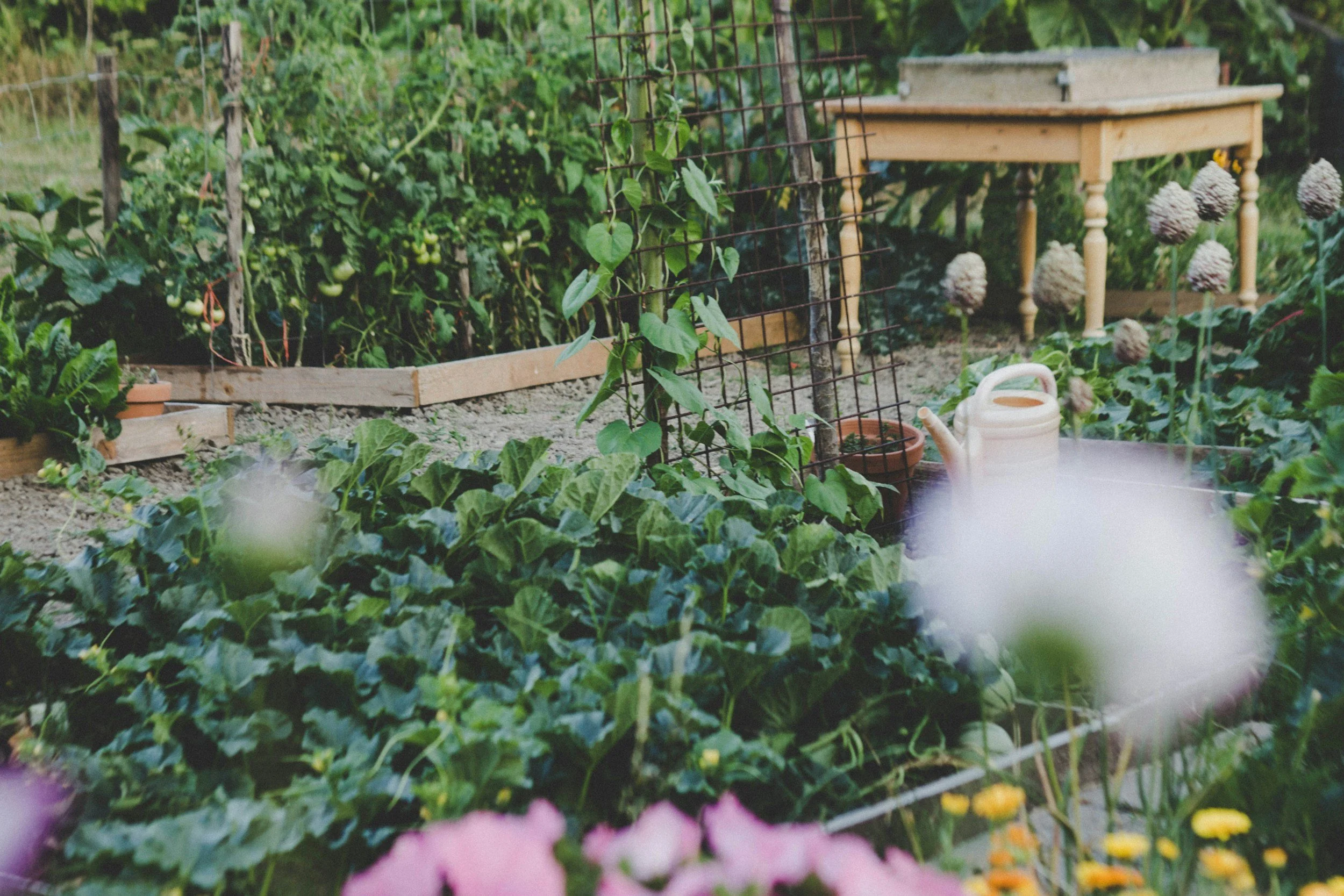Therapy and Gardens
