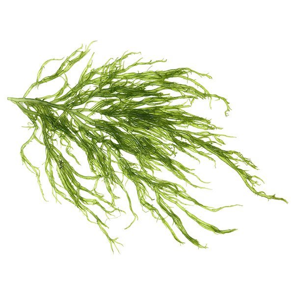 Algae and Active Marine Magnesium - Marine Magnesium acts to inhibit calcium which contracts the facial muscles resulting in expression lines. Marine magnesium helps to instantly relax expression lines.