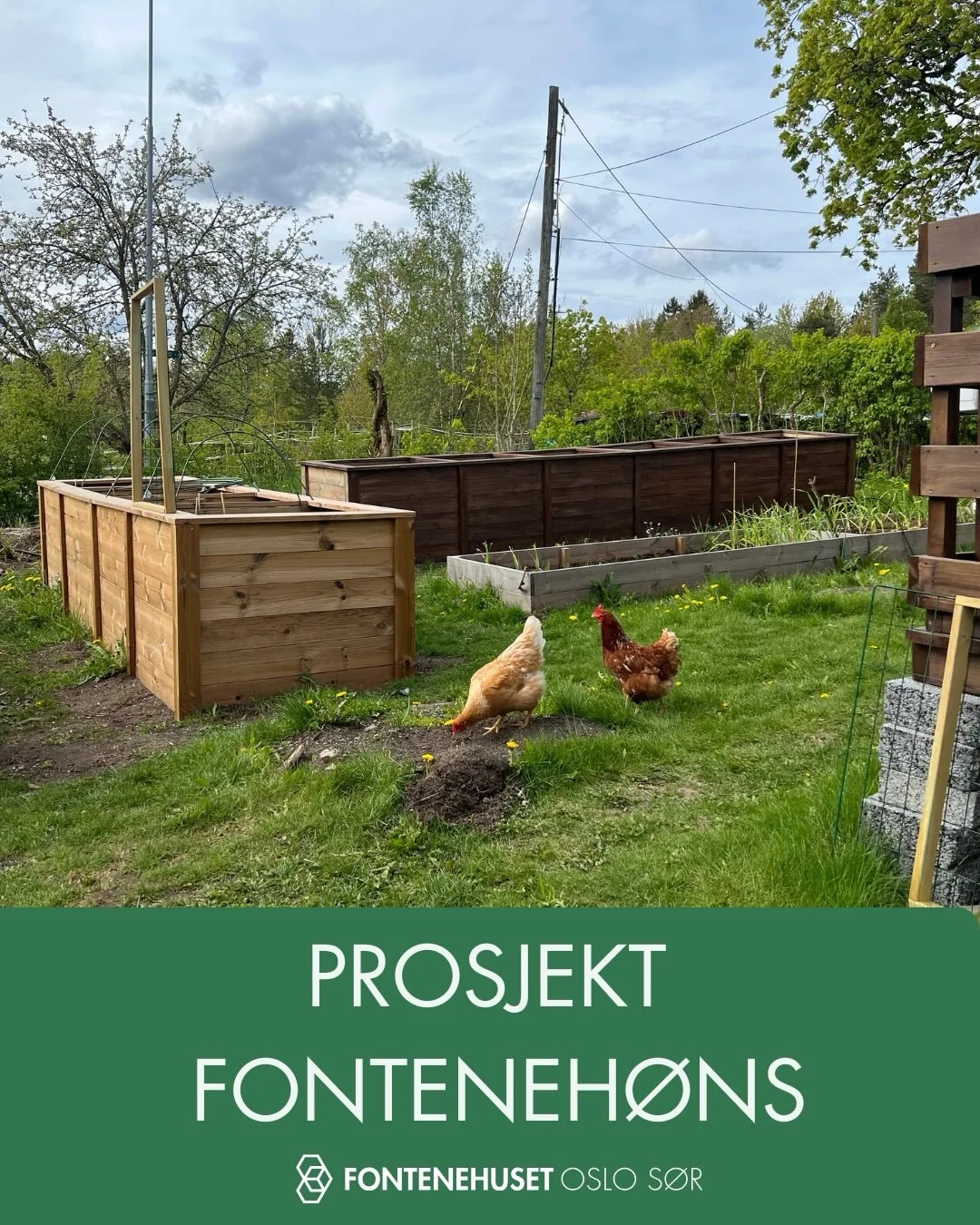 Slik startet v&aring;rt prosjekt FONTENEH&Oslash;NS p&aring; huset🐓